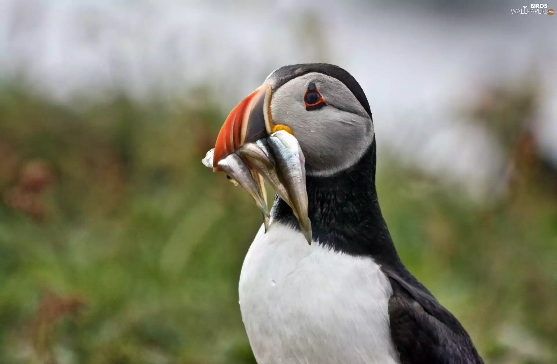 fish, Maskonur, nose