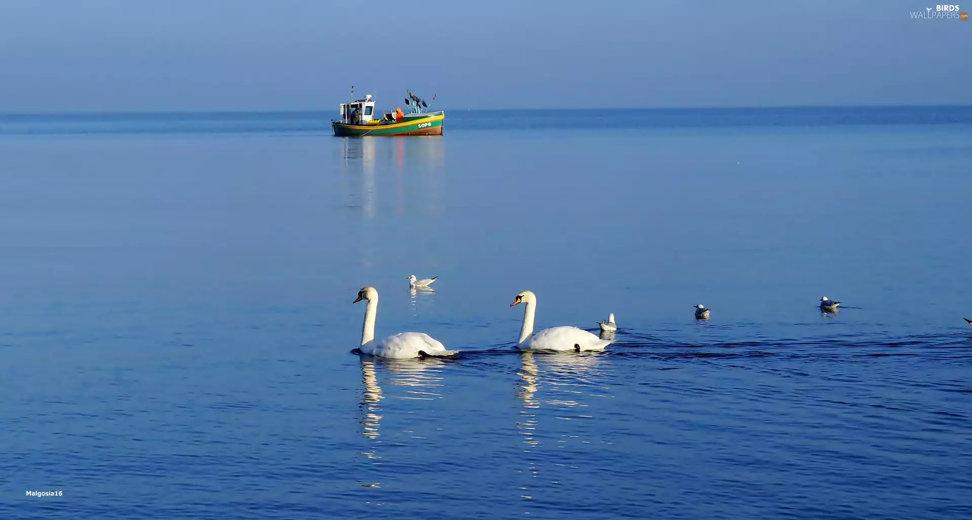 Swan, White, smack, fishing, water, birds