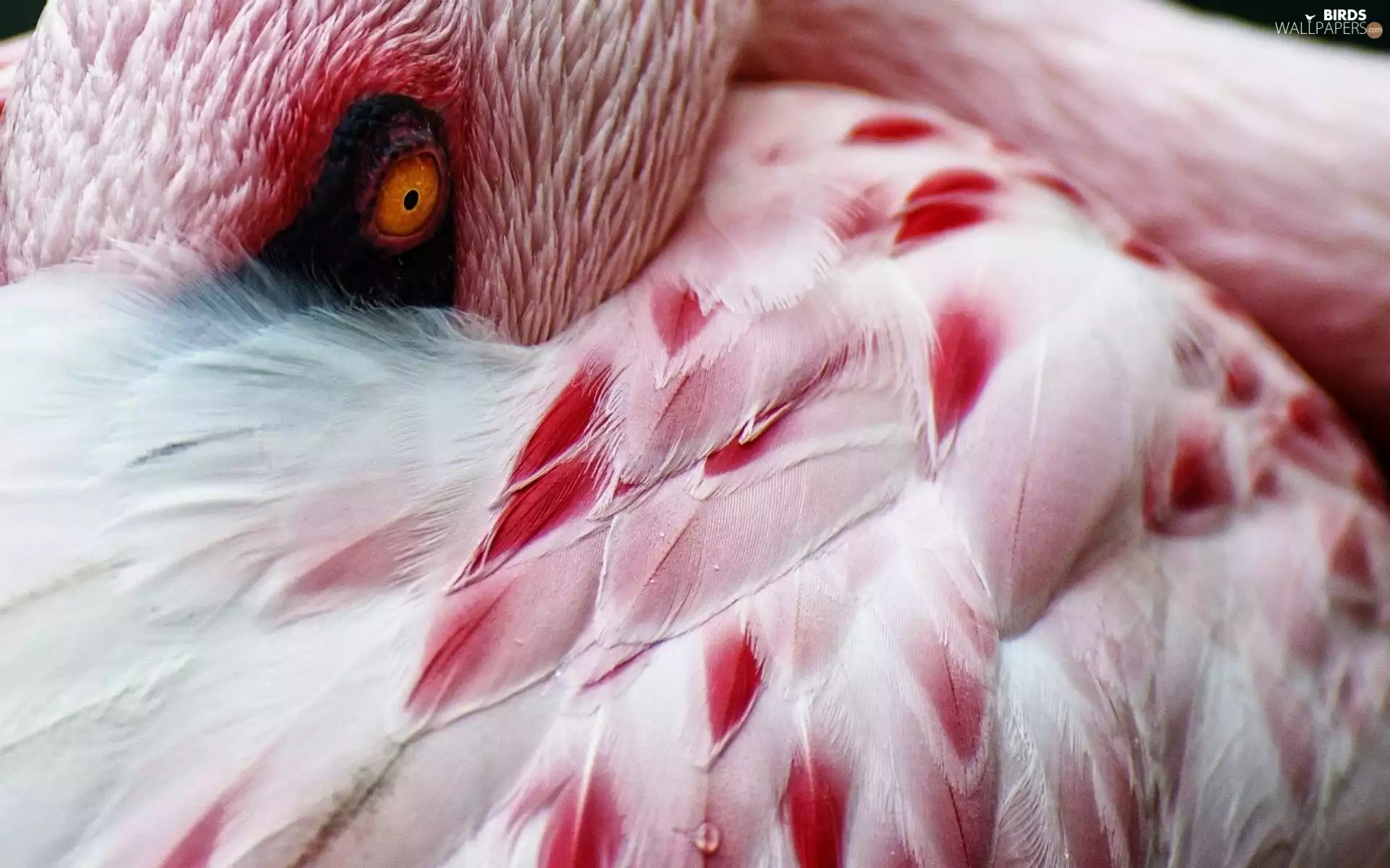 flamingo, feather
