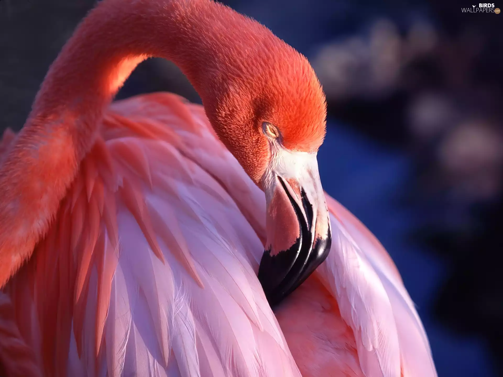 flamingo, nose