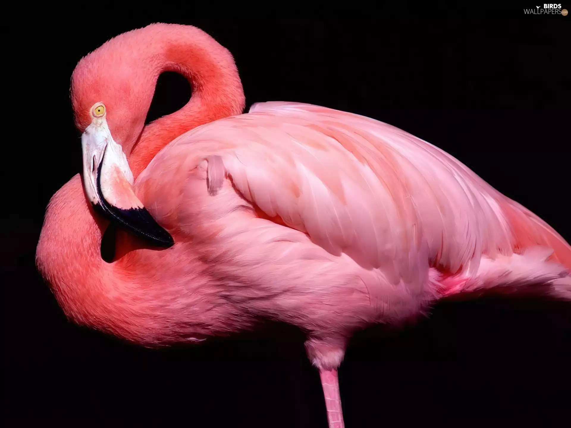 flamingo, Pink