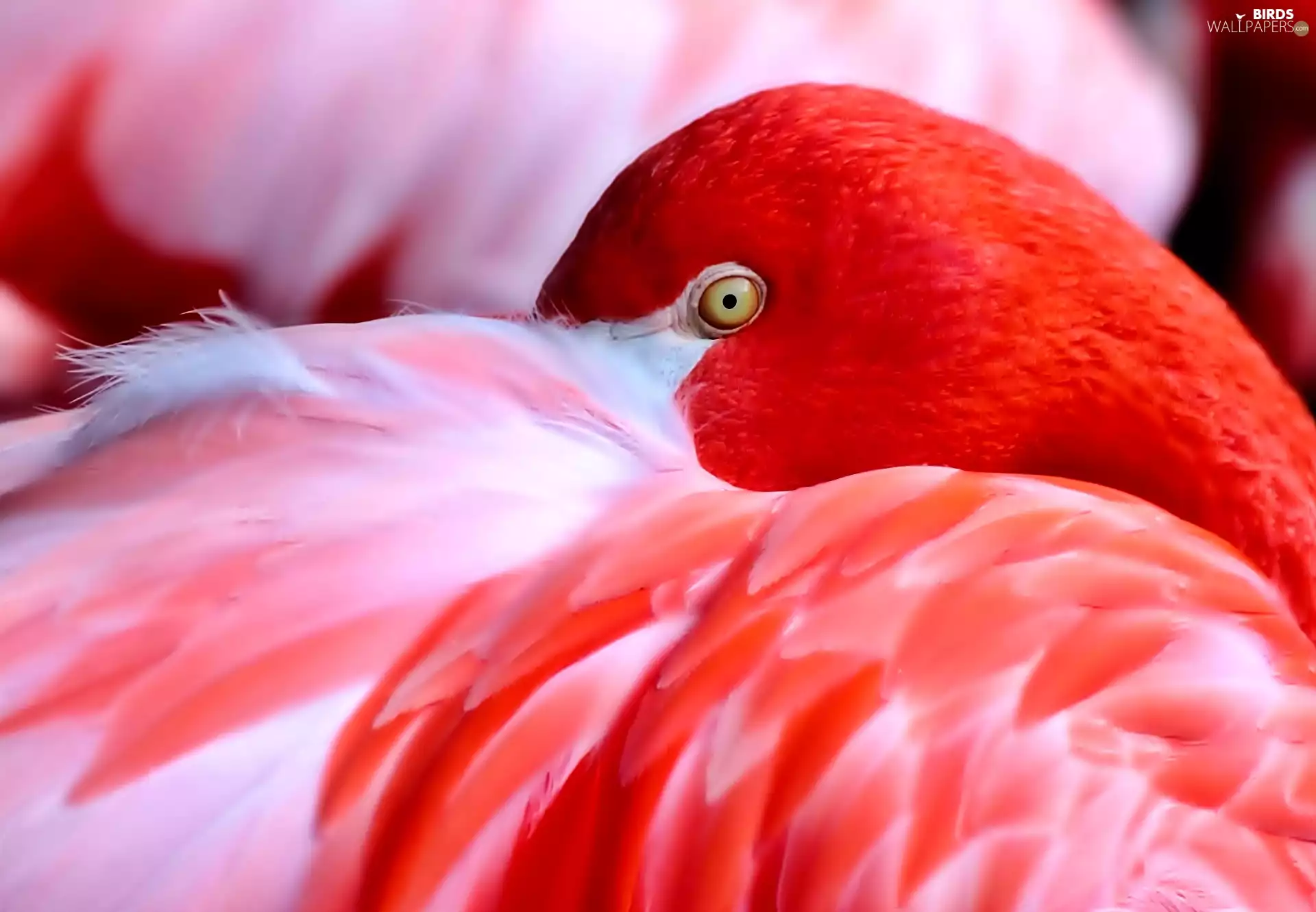flamingo, Bird, Red