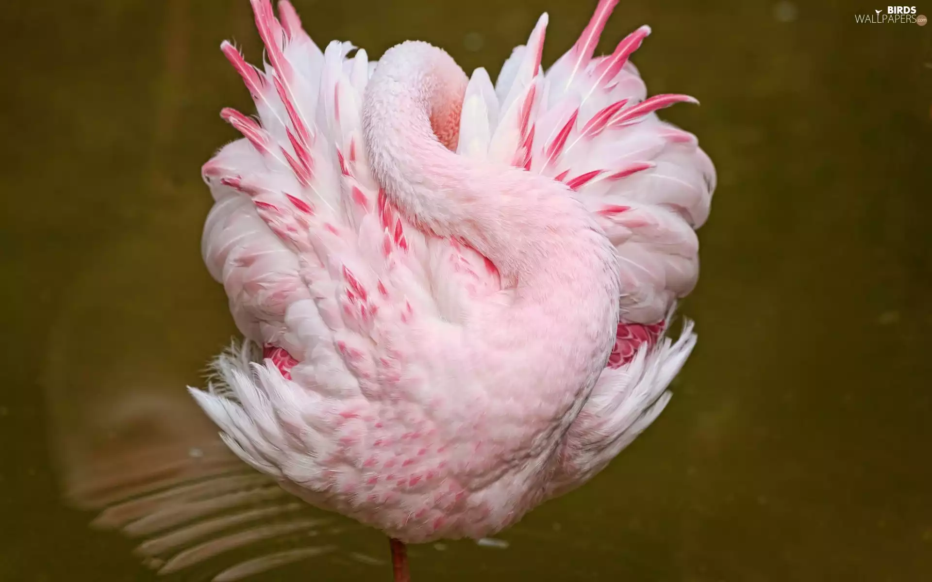 flamingo, standing