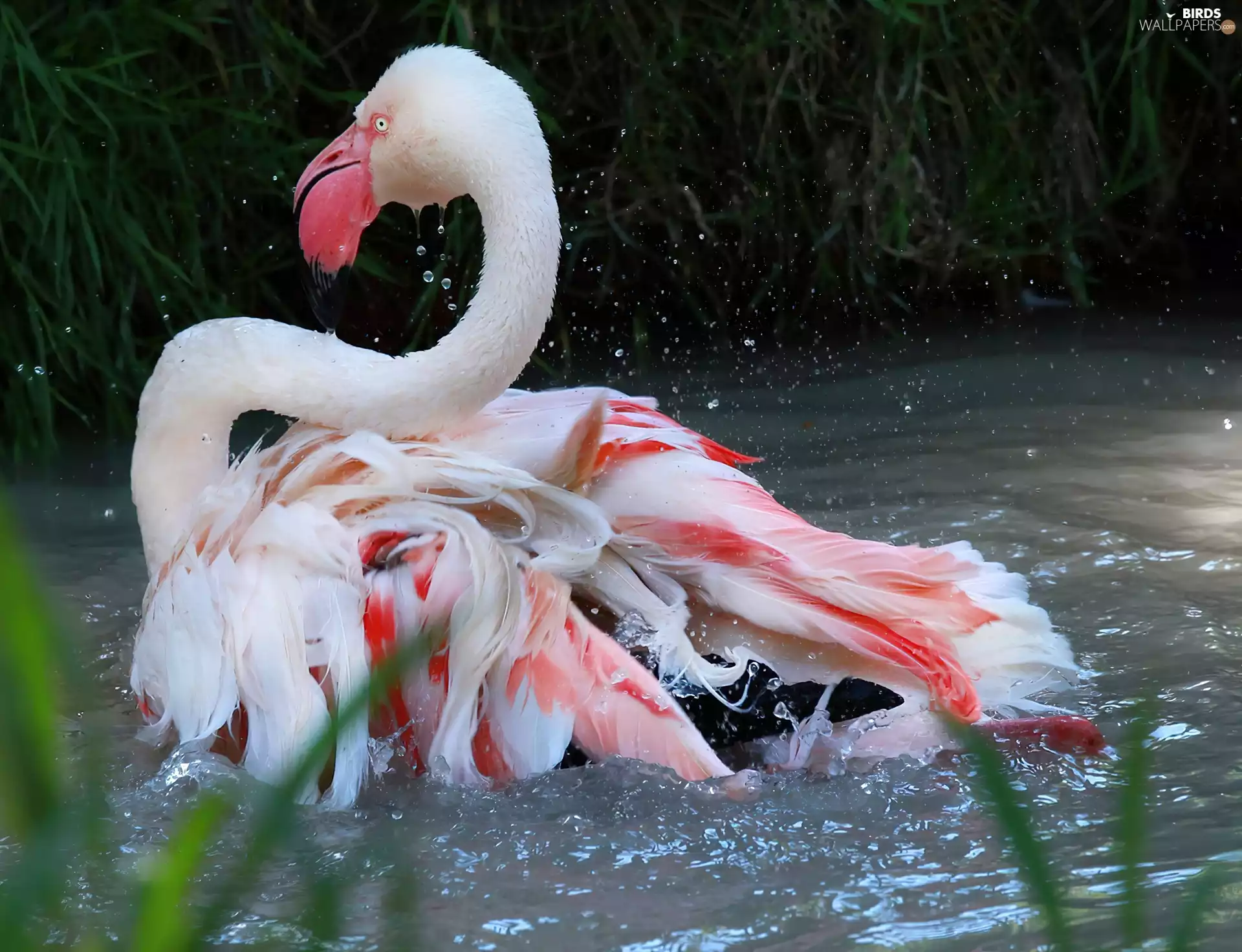 flamingo, water