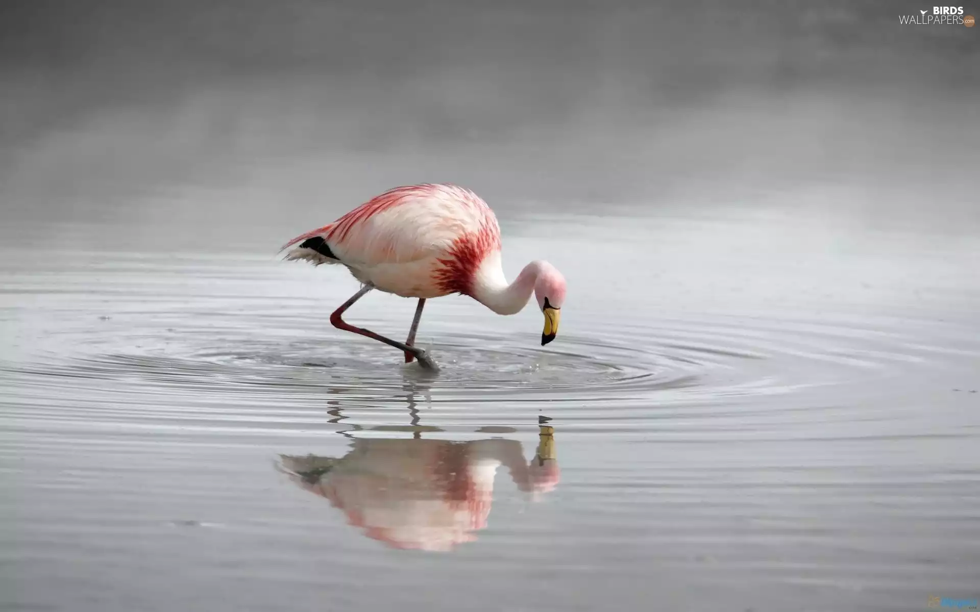 flamingo, water