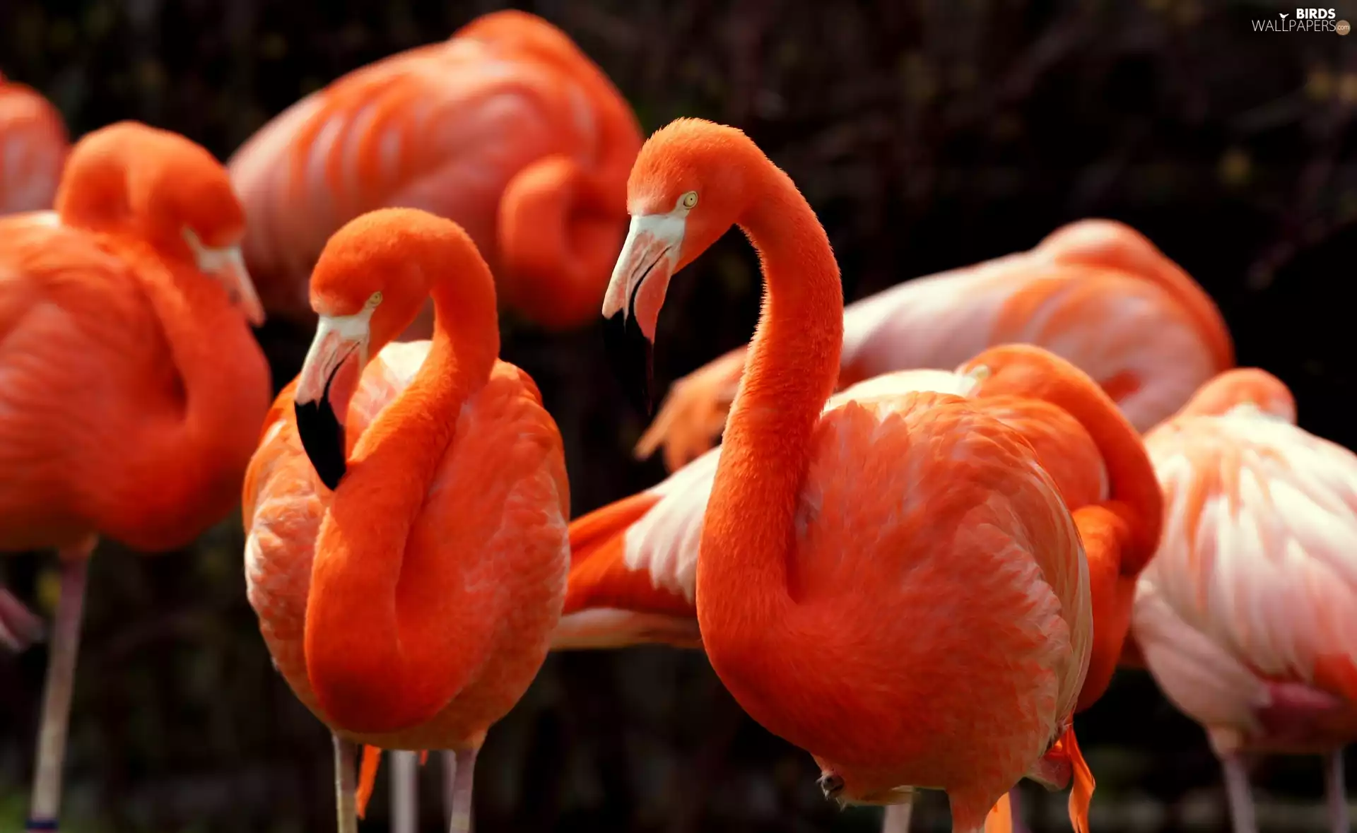 Flamingos