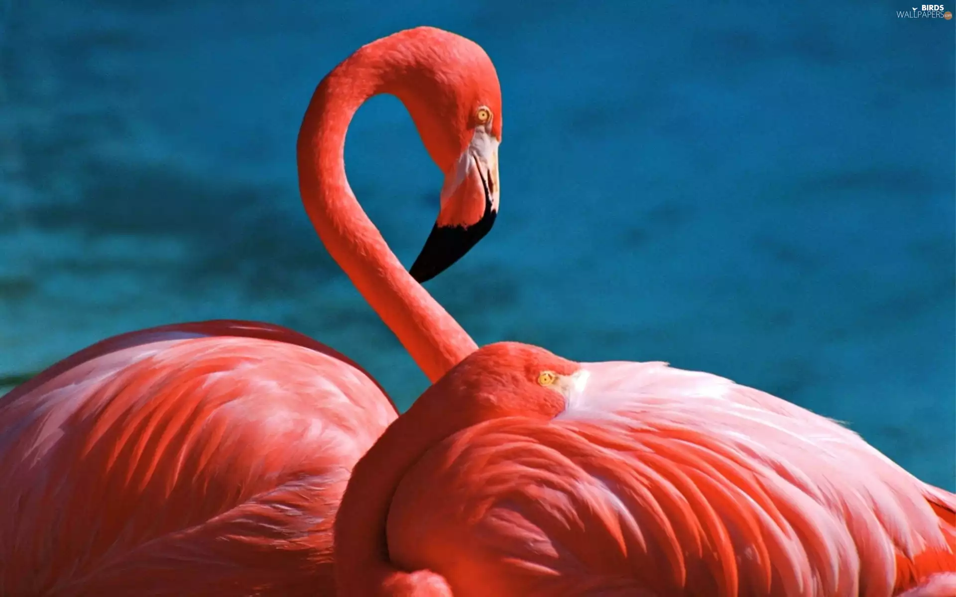 Flamingos