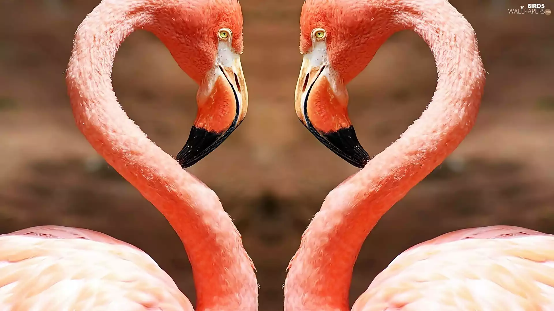 Flamingos