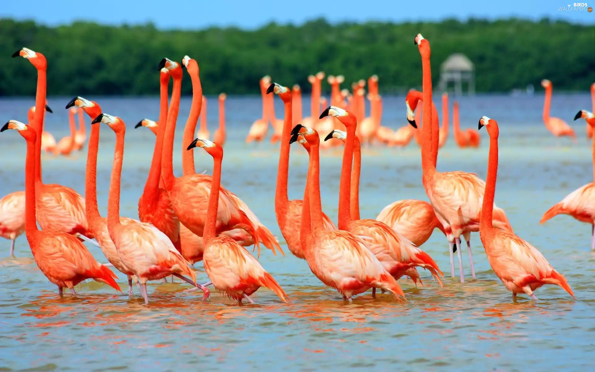 Flamingos