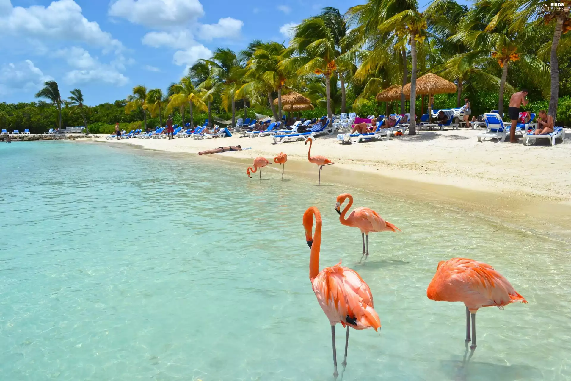 sea, Flamingos, Beaches, Palms, Aruba