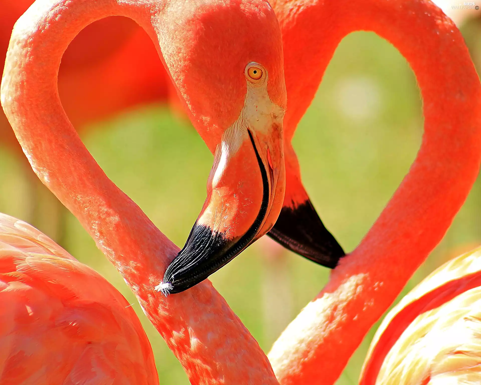 bills, Two cars, Flamingos