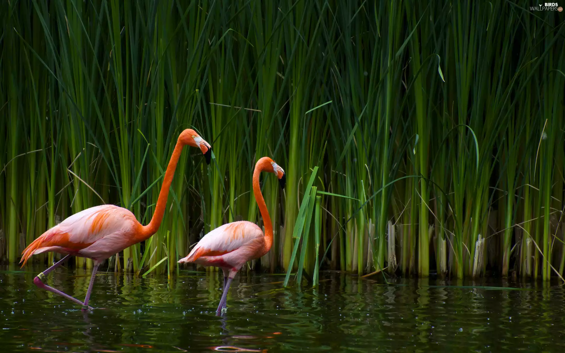 Flamingos, Cane