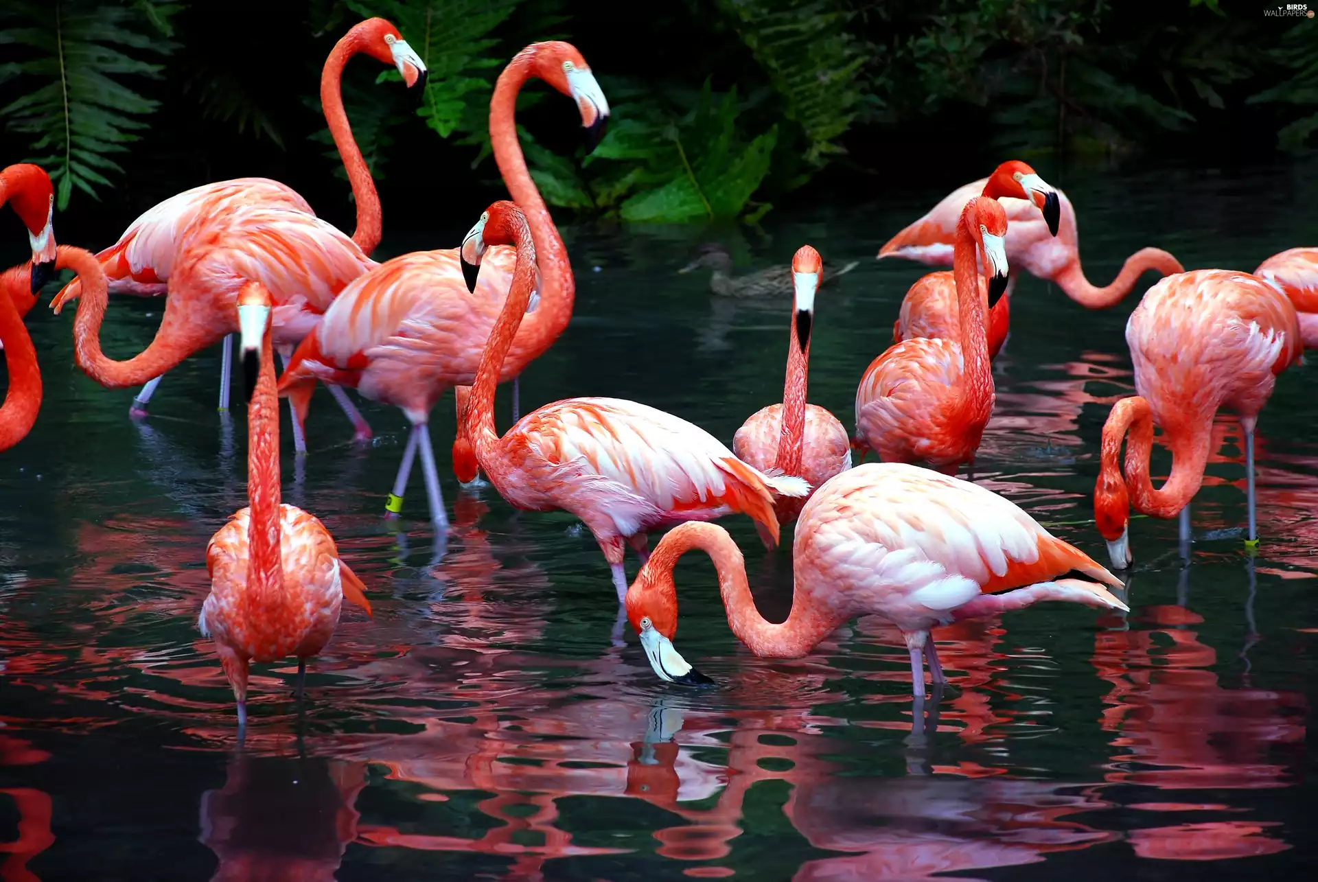 Flamingos, Pond - car