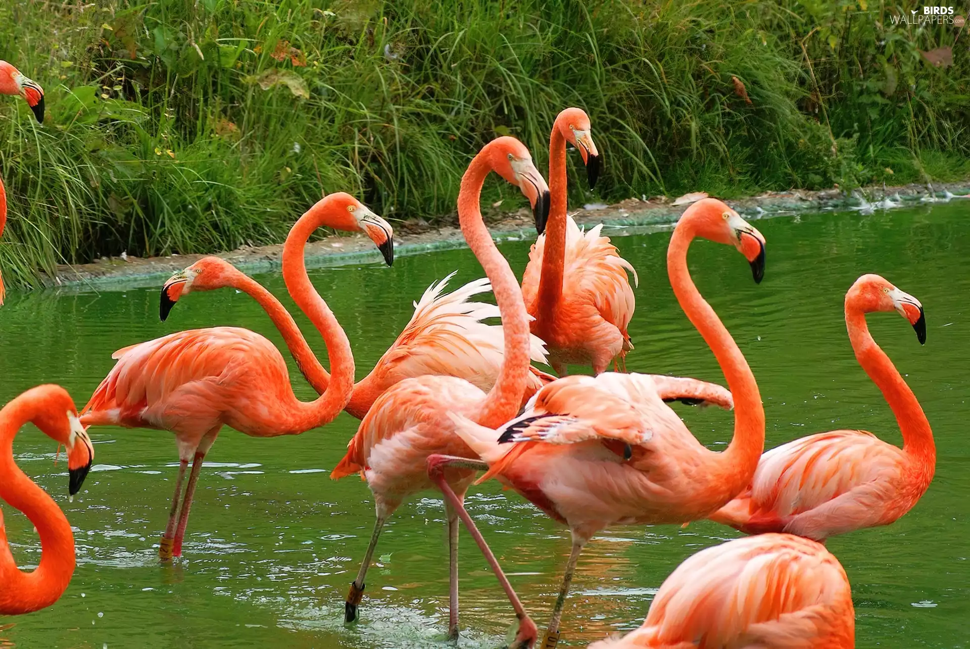 Flamingos Crimson