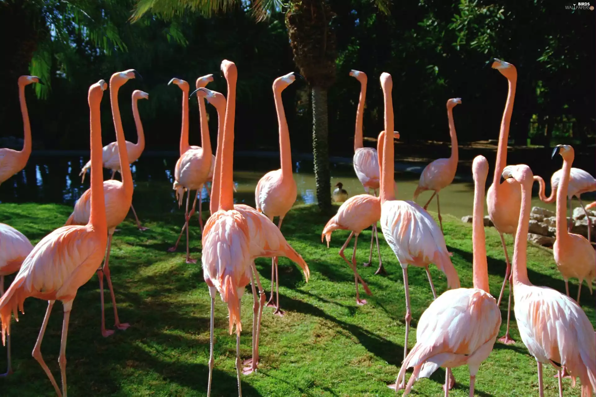 flamingos, Pink, herd, Flamingos