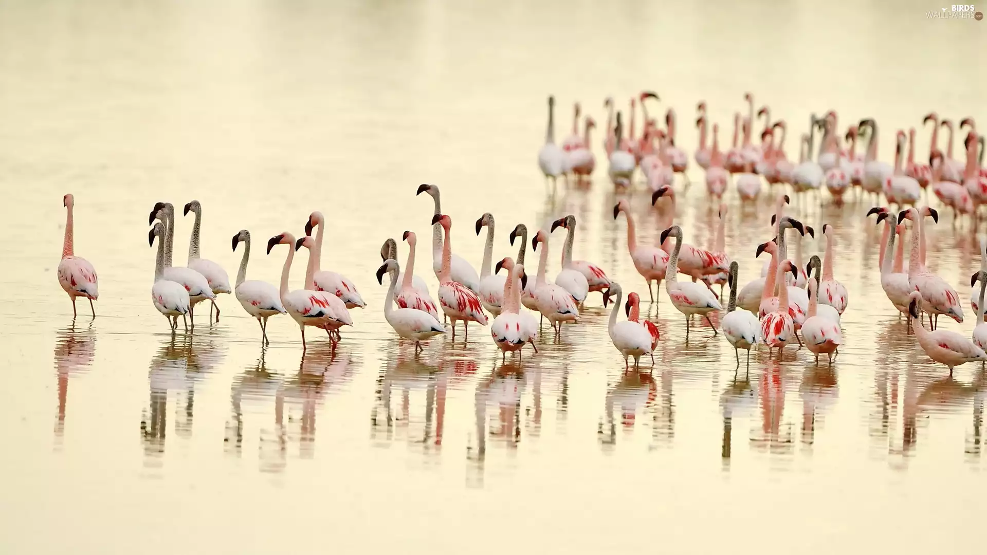 herd, water, blur, flamingos