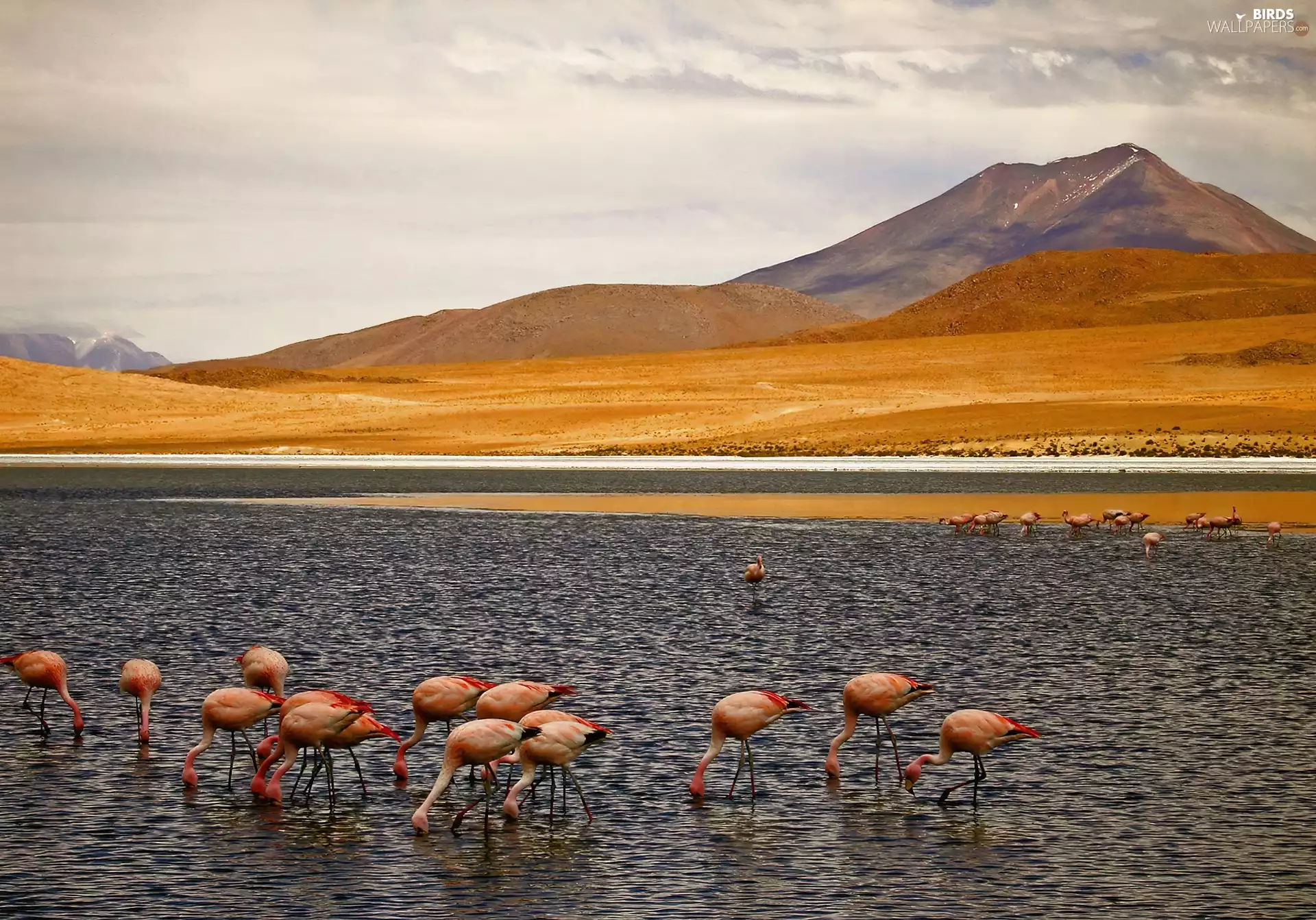 herd, Mountains, River, flamingos
