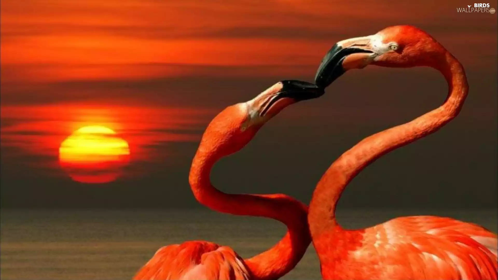 kiss, Two cars, Flamingos