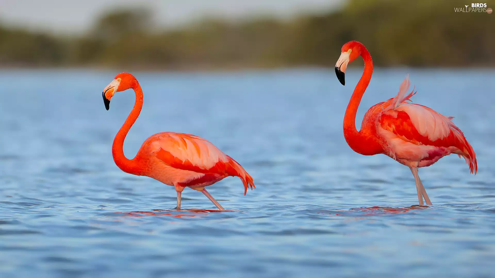 lake, Two cars, Flamingos