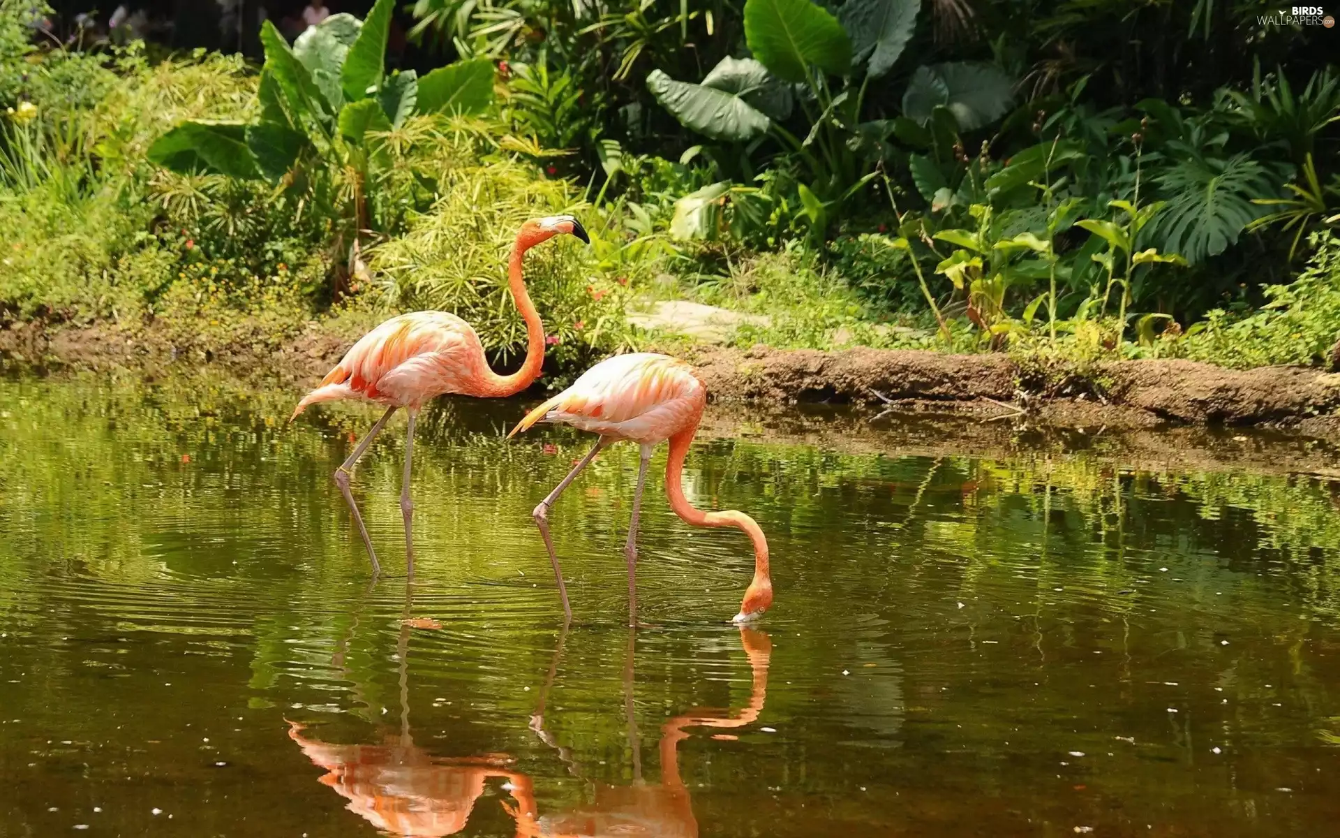 Flamingos, lake