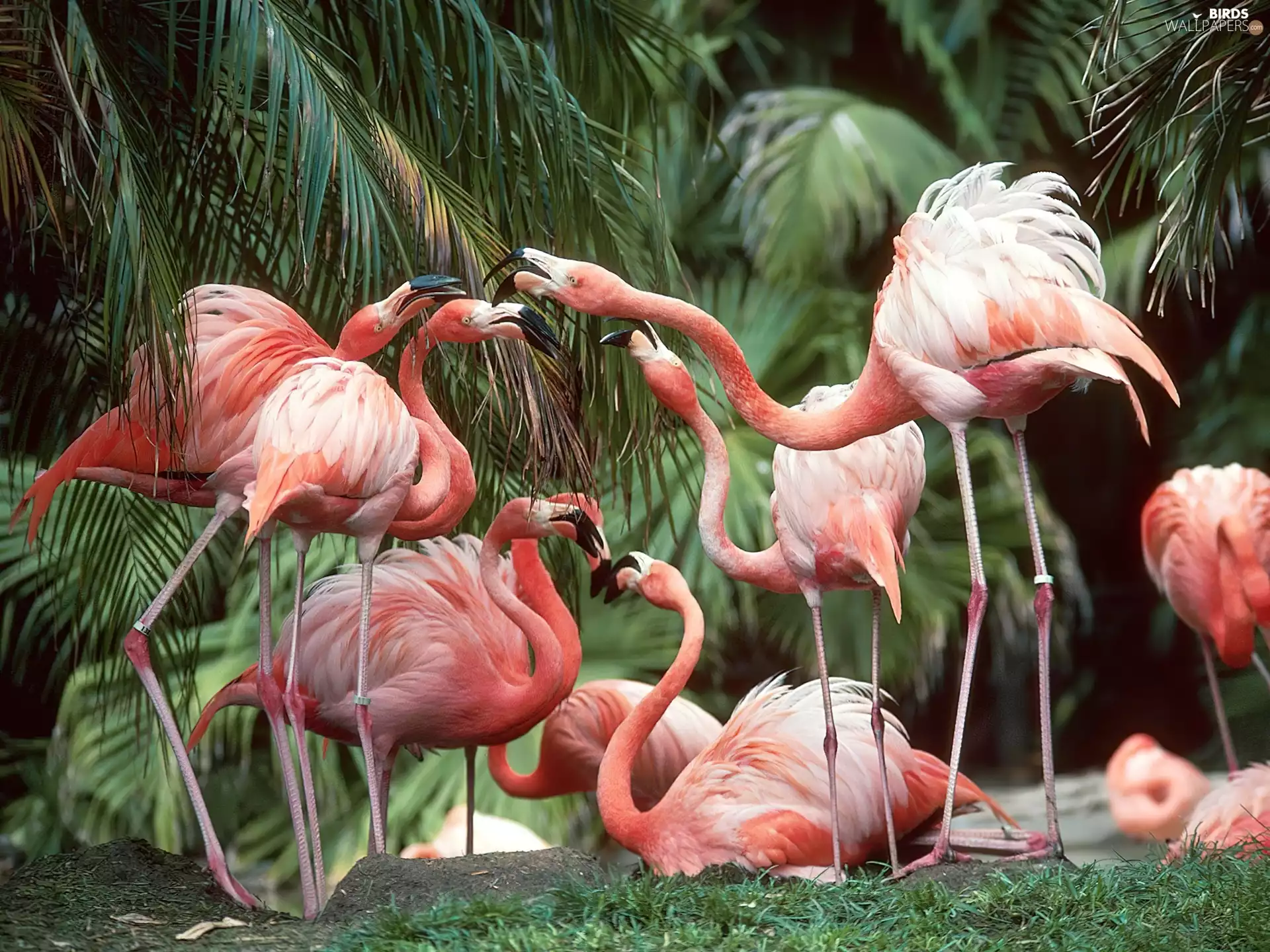 Flamingos, Palms