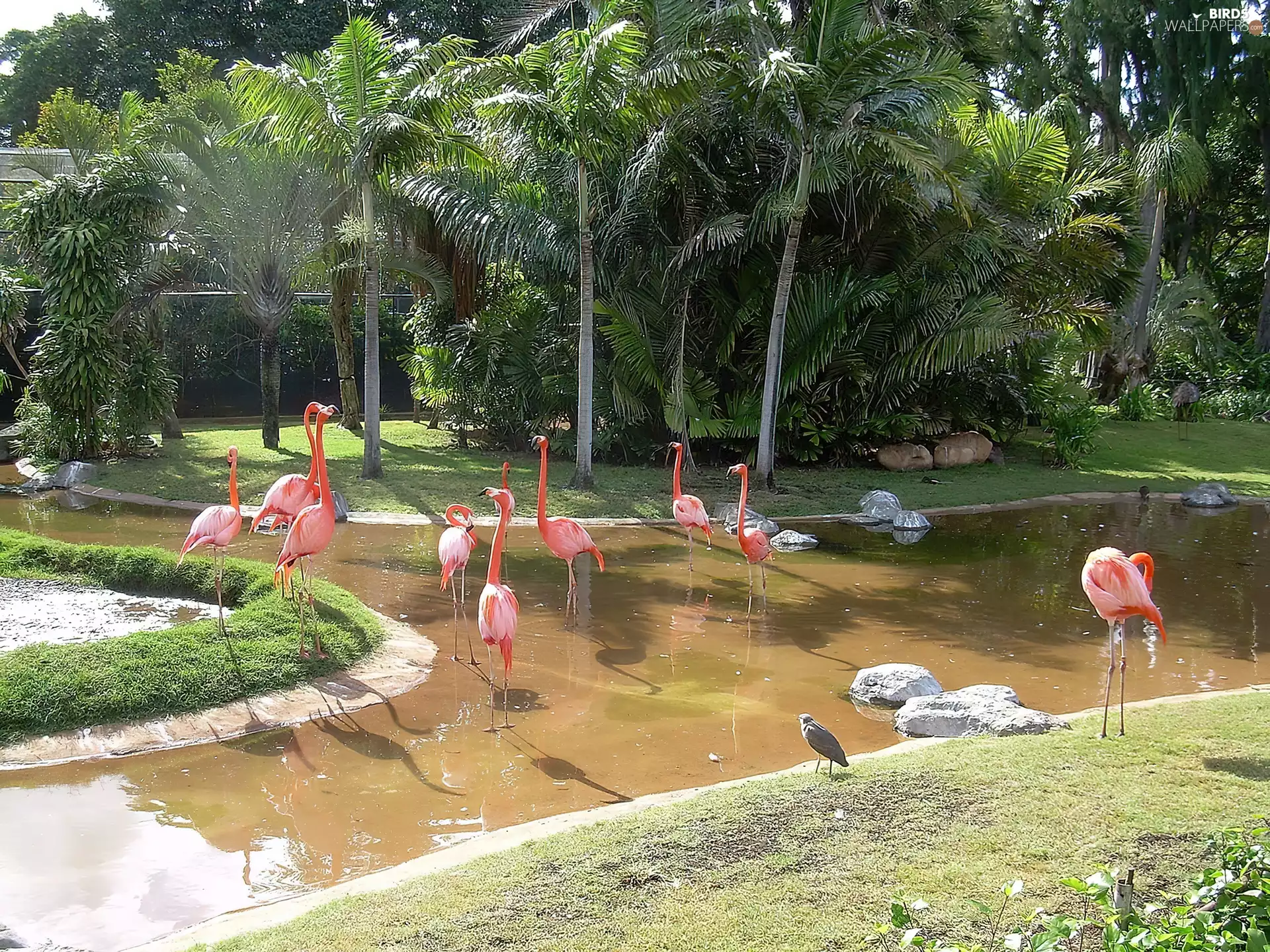 Flamingos, Park
