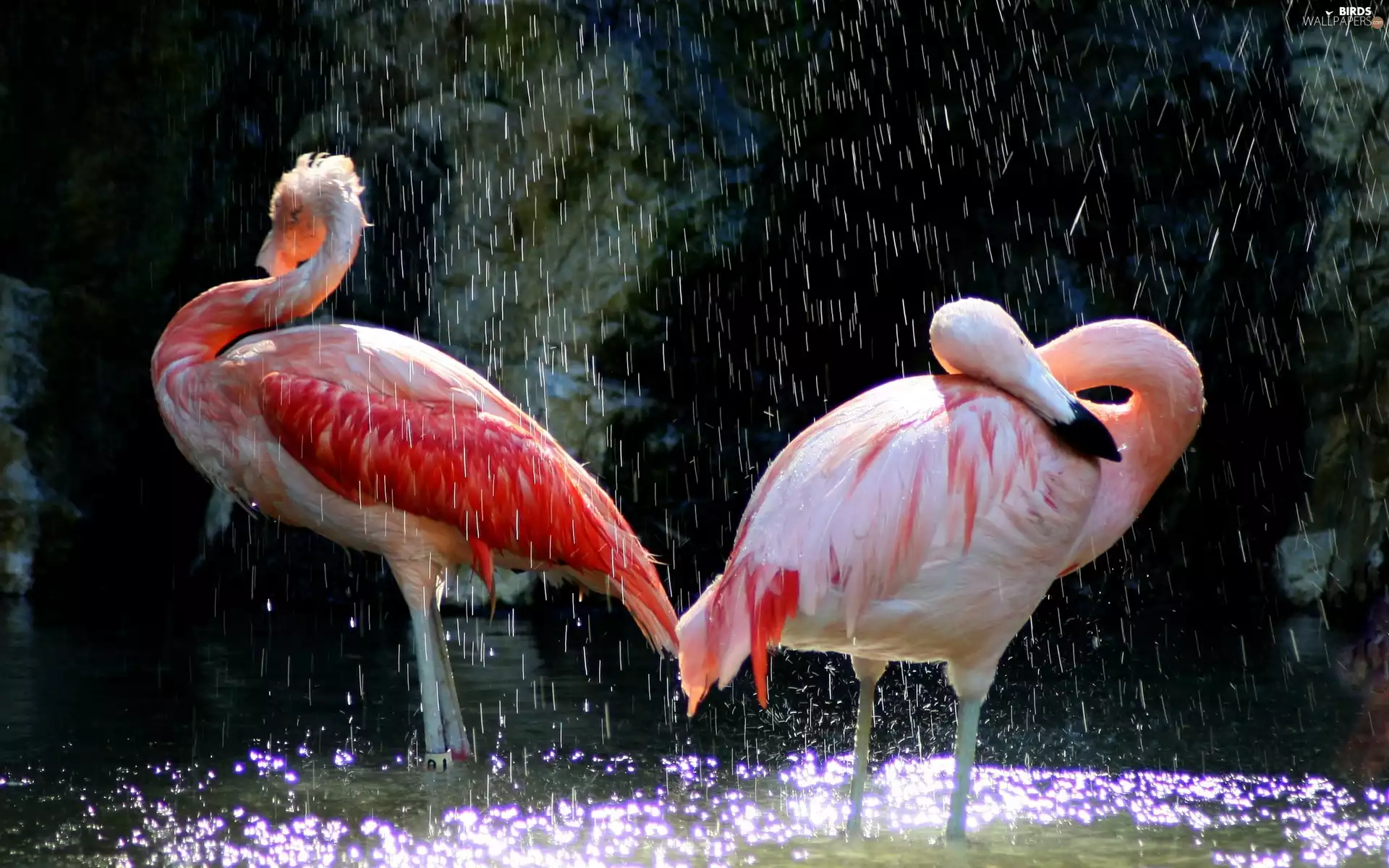 Rain, Two cars, Flamingos