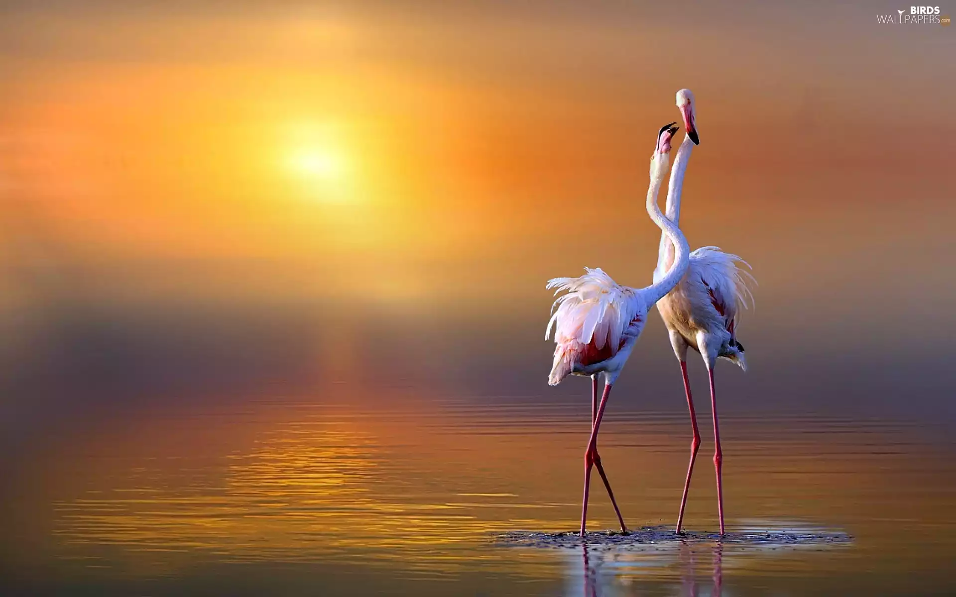 Flamingos, east, sun