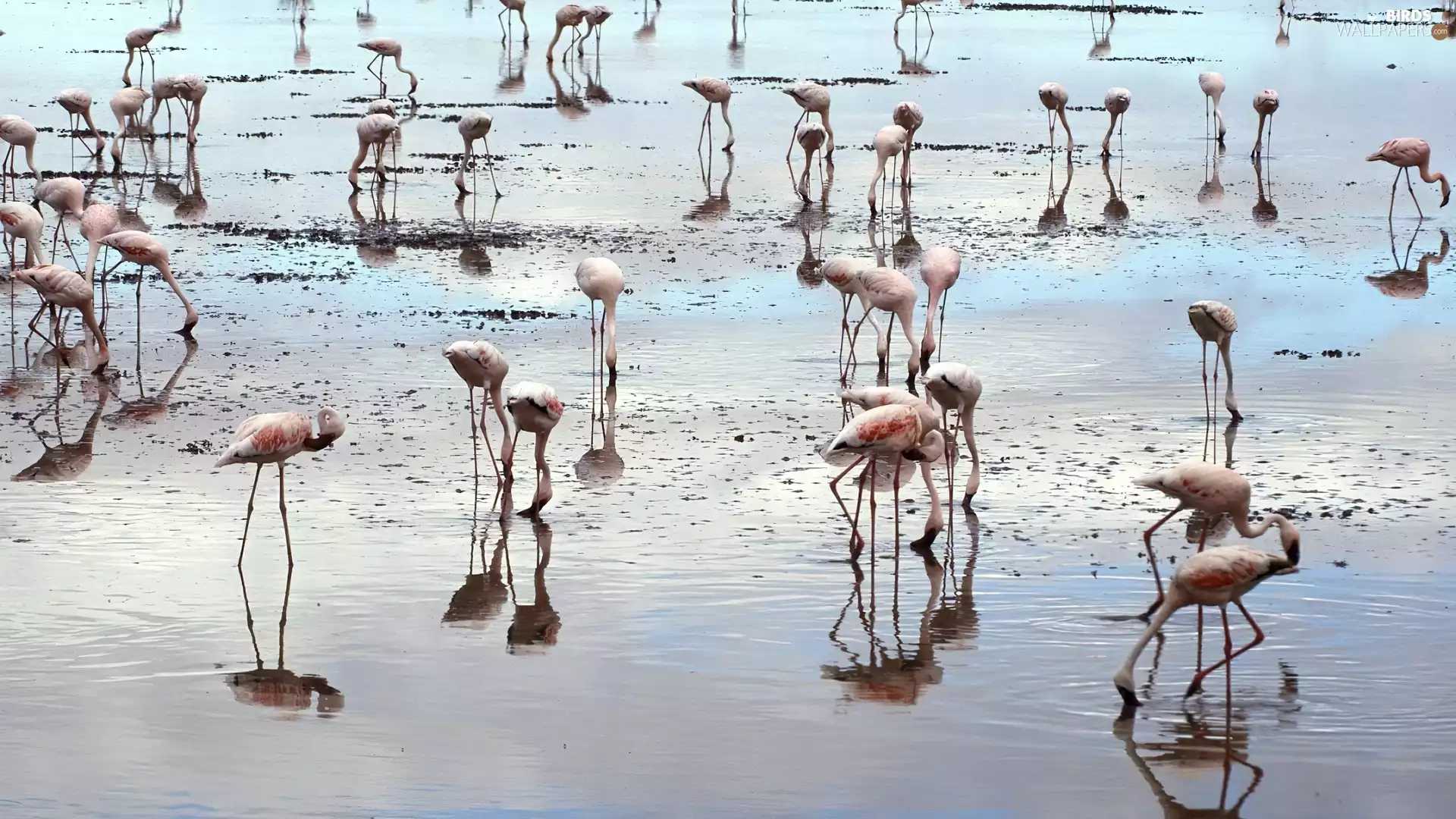 Flamingos, water