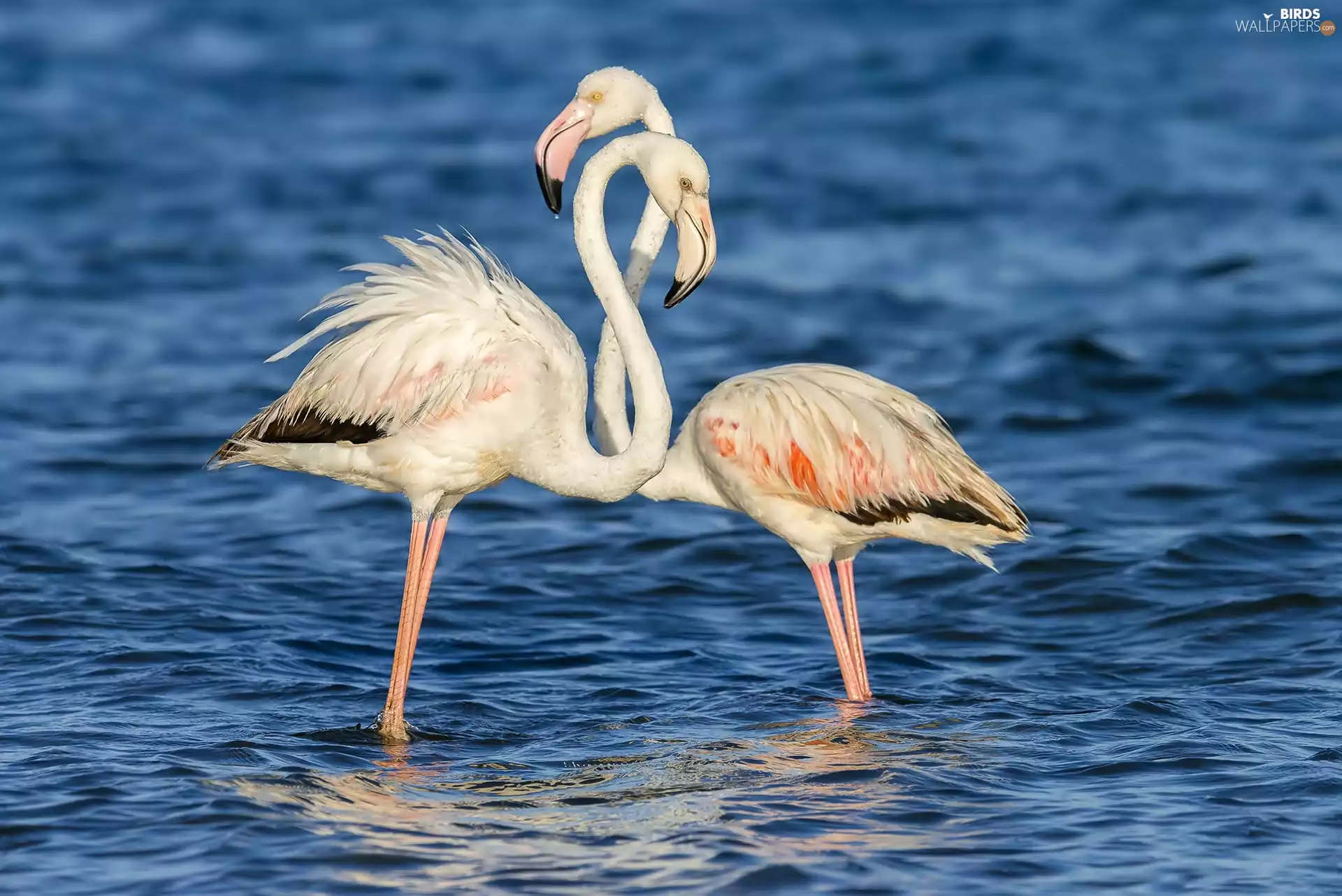 Flamingos, water