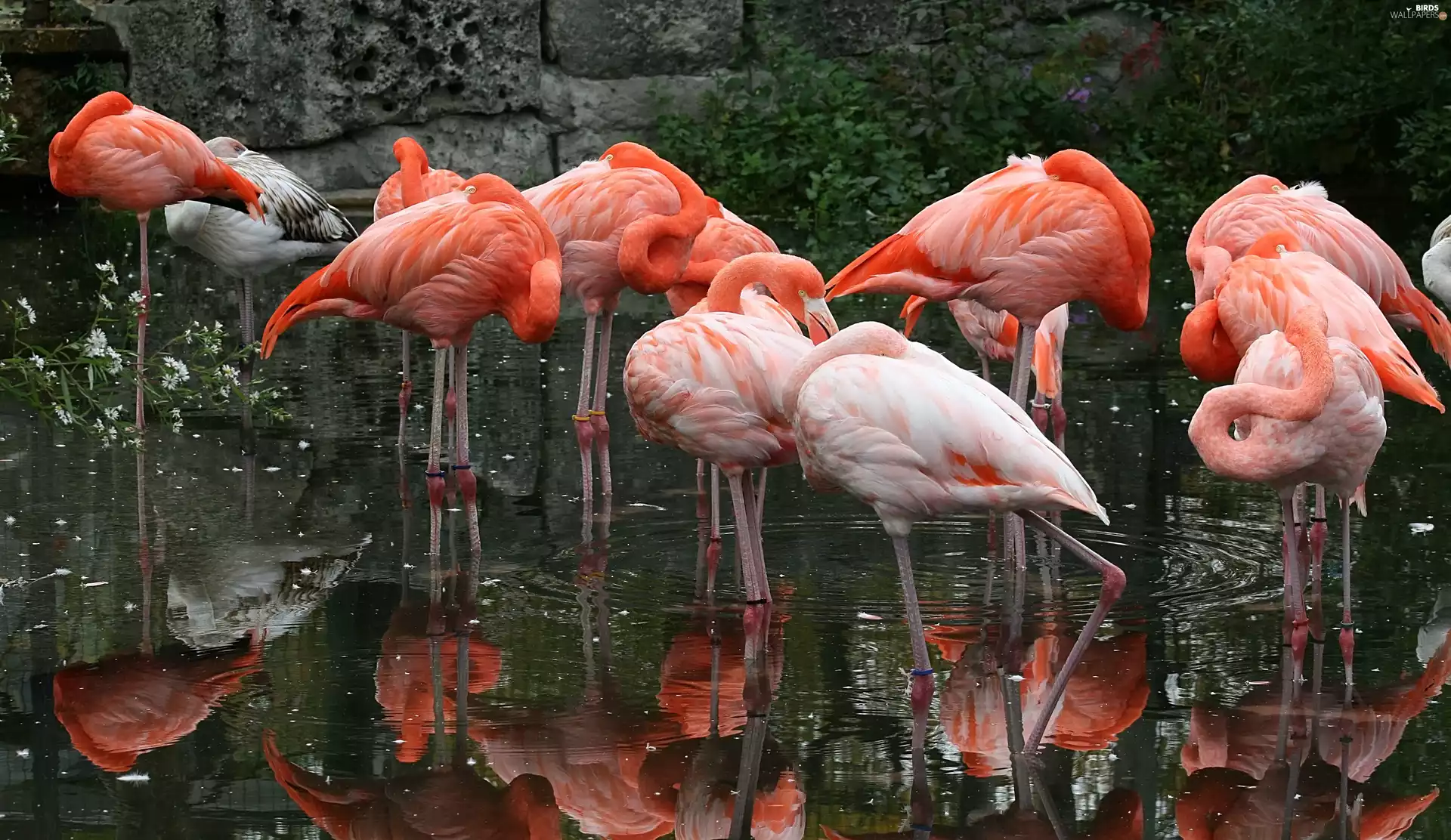 Flamingos, water