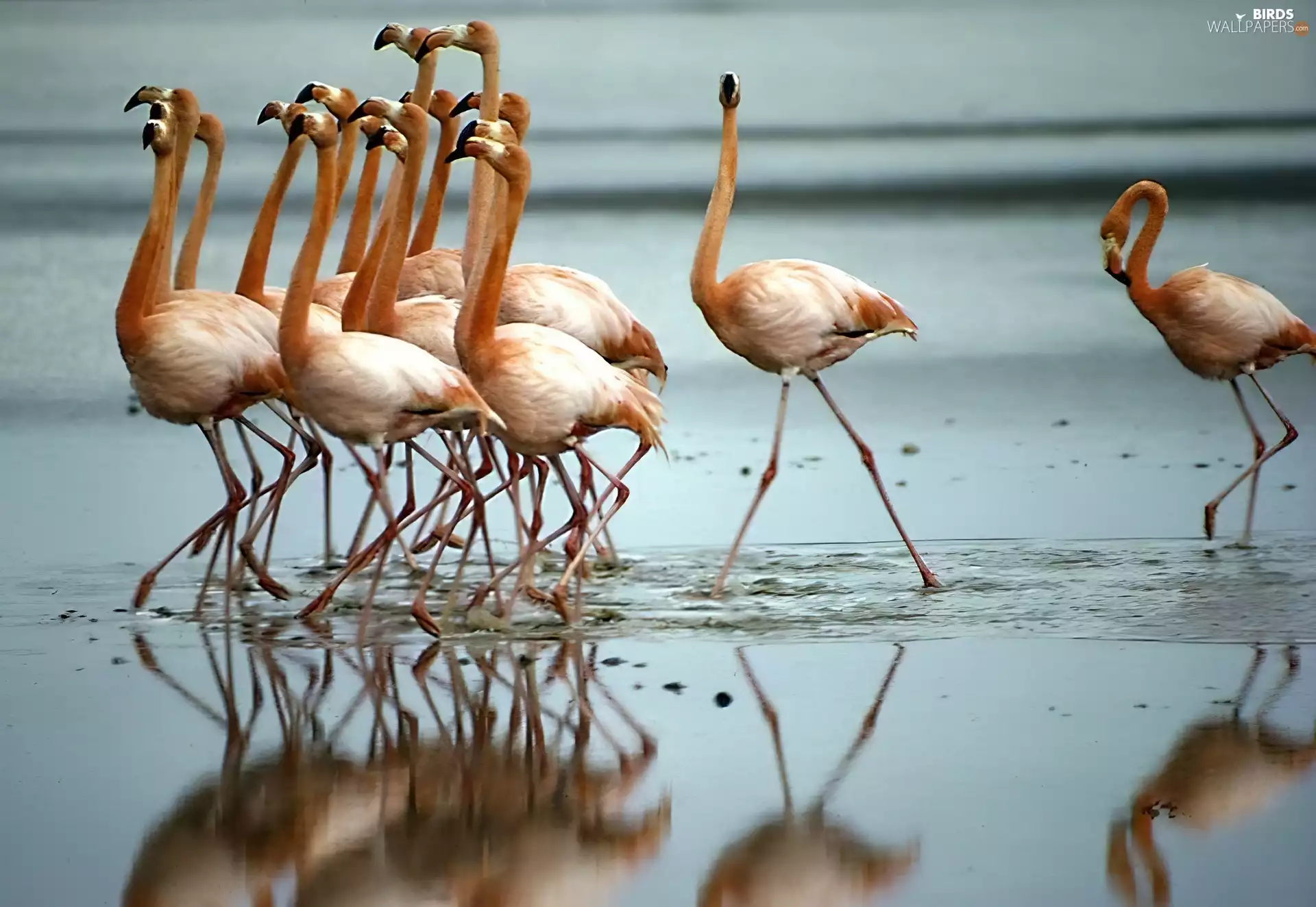 Flamingos, water