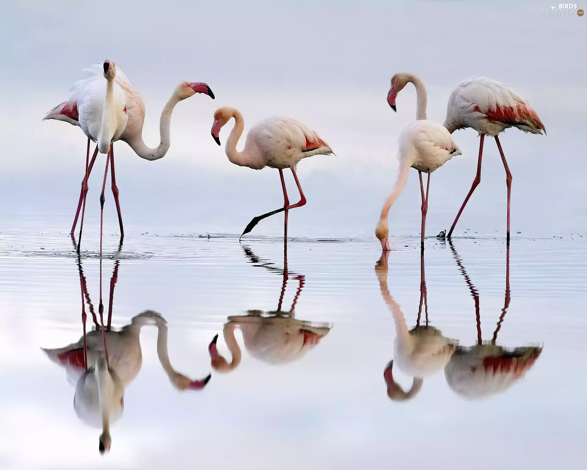 Flamingos, water