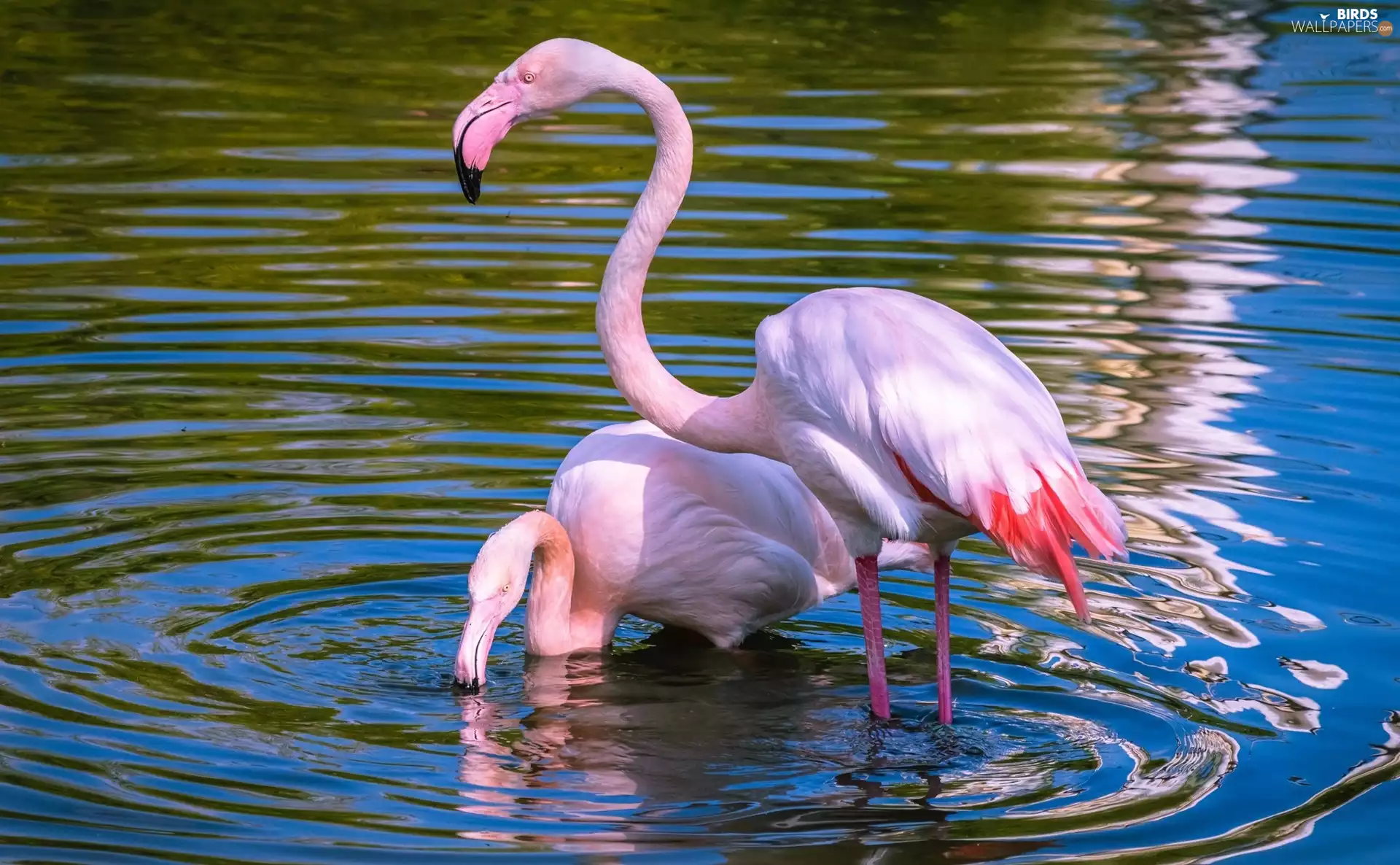 water, Two cars, Flamingos