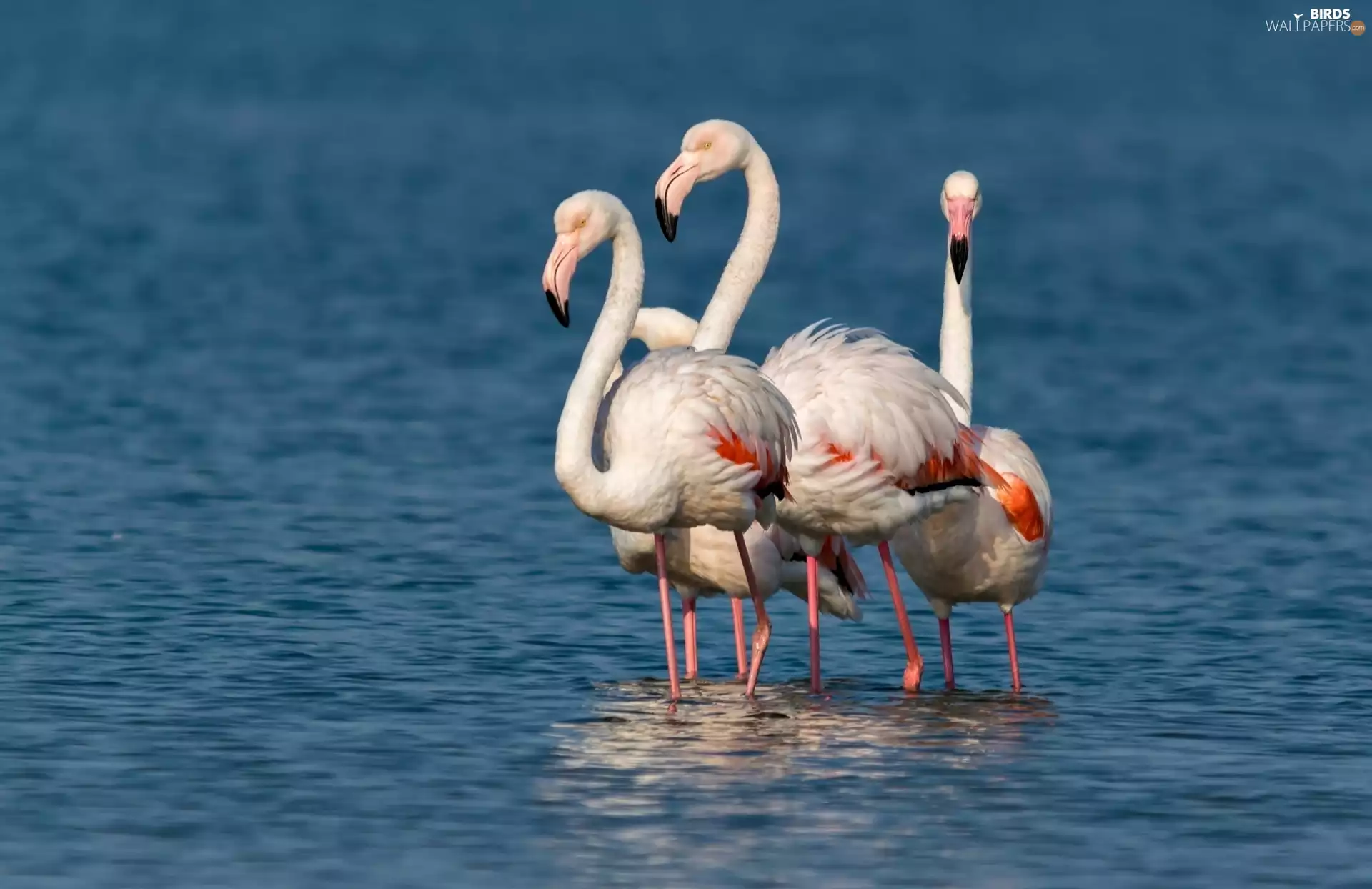 Flamingos, water