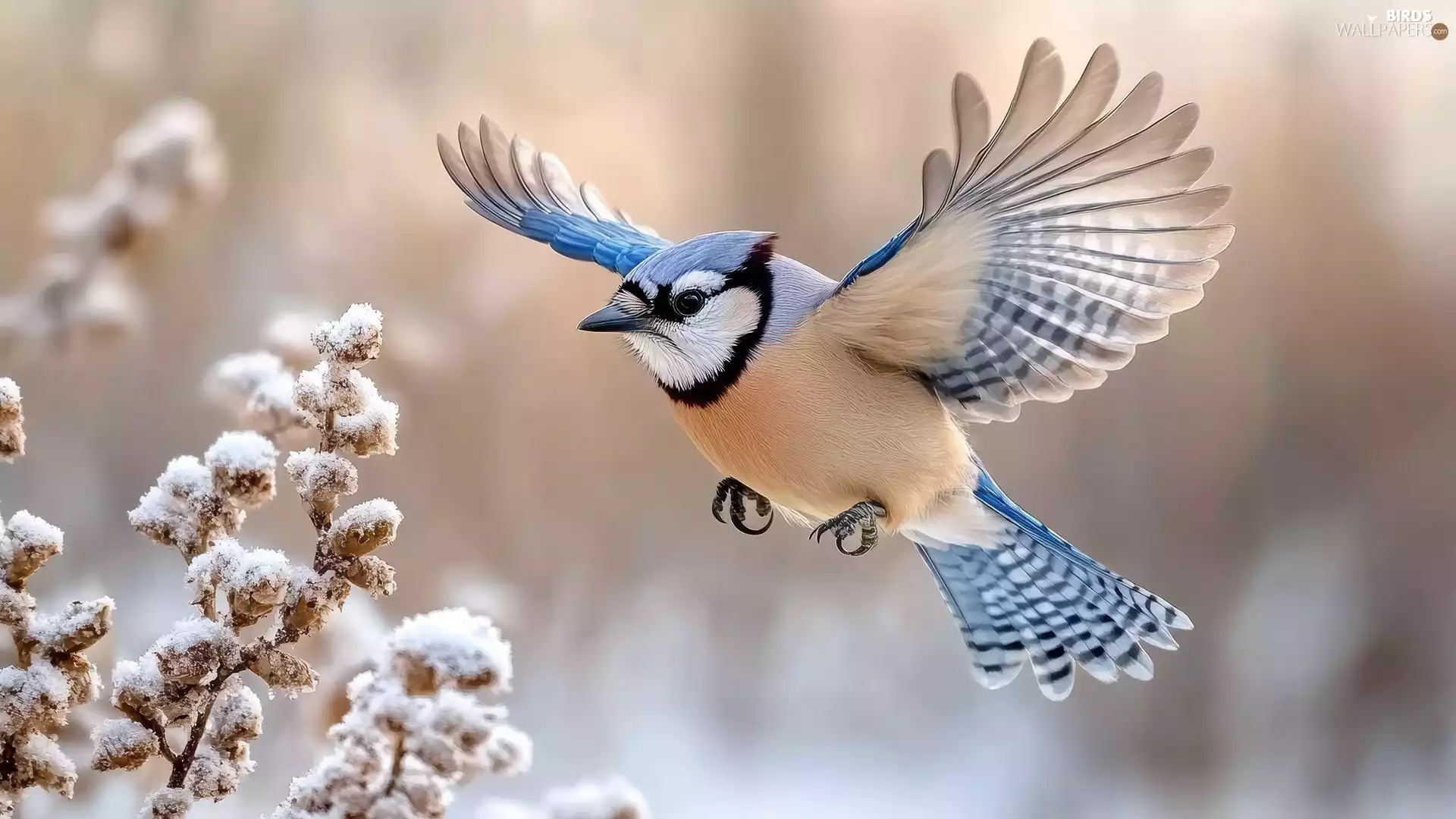 spread, jay, A snow-covered, plant, wings, flight