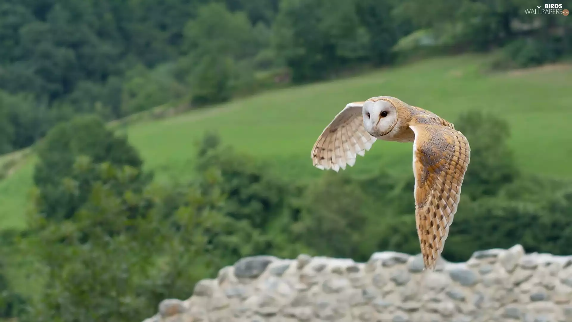flight, owl, Barn