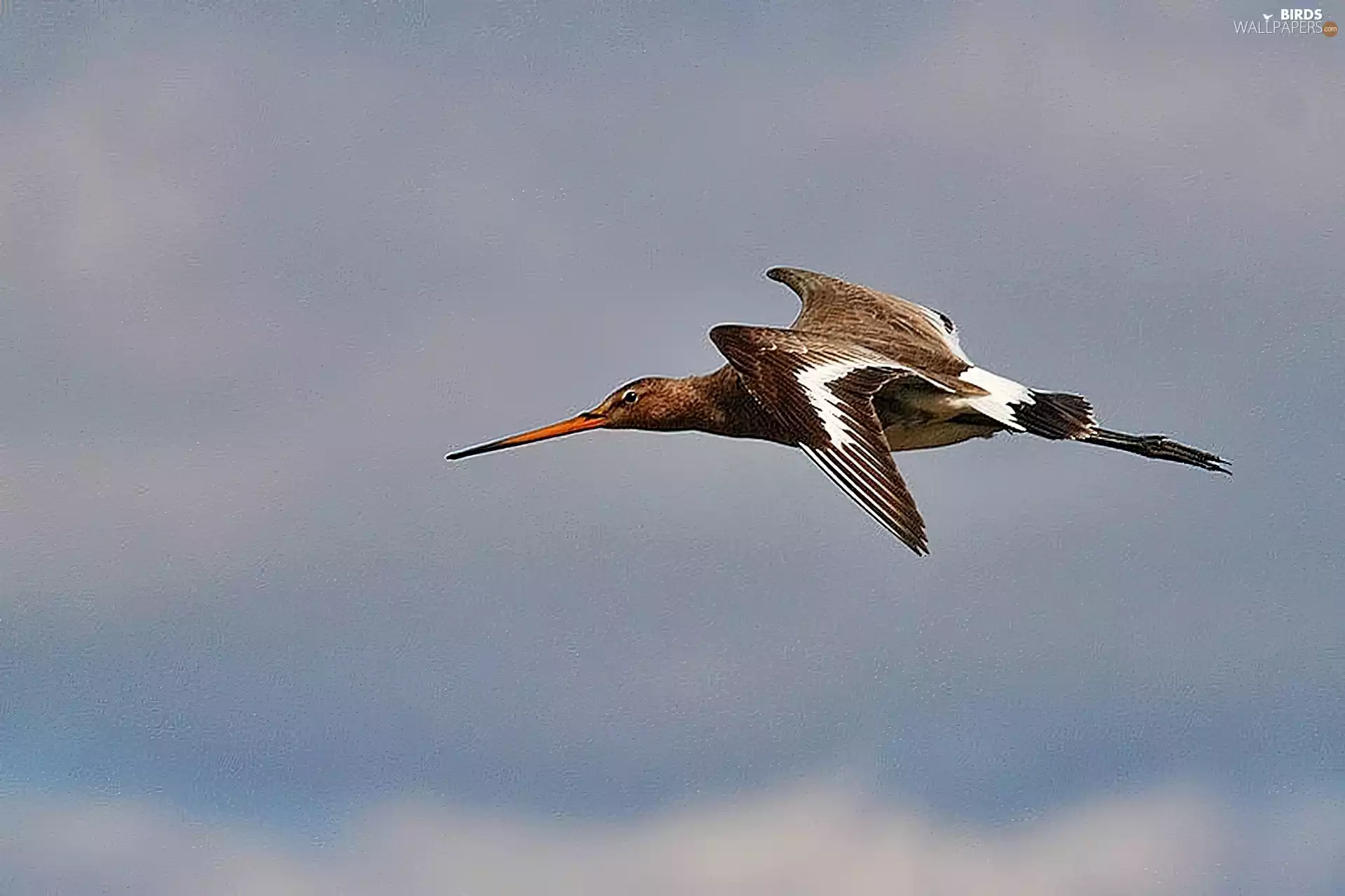 Black-tailed Godwit, flight