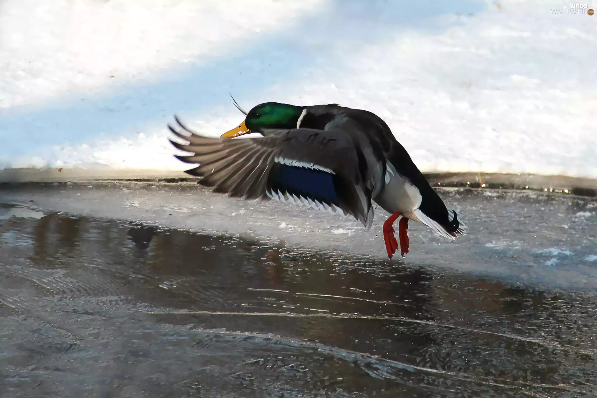 flight, duck, crossing