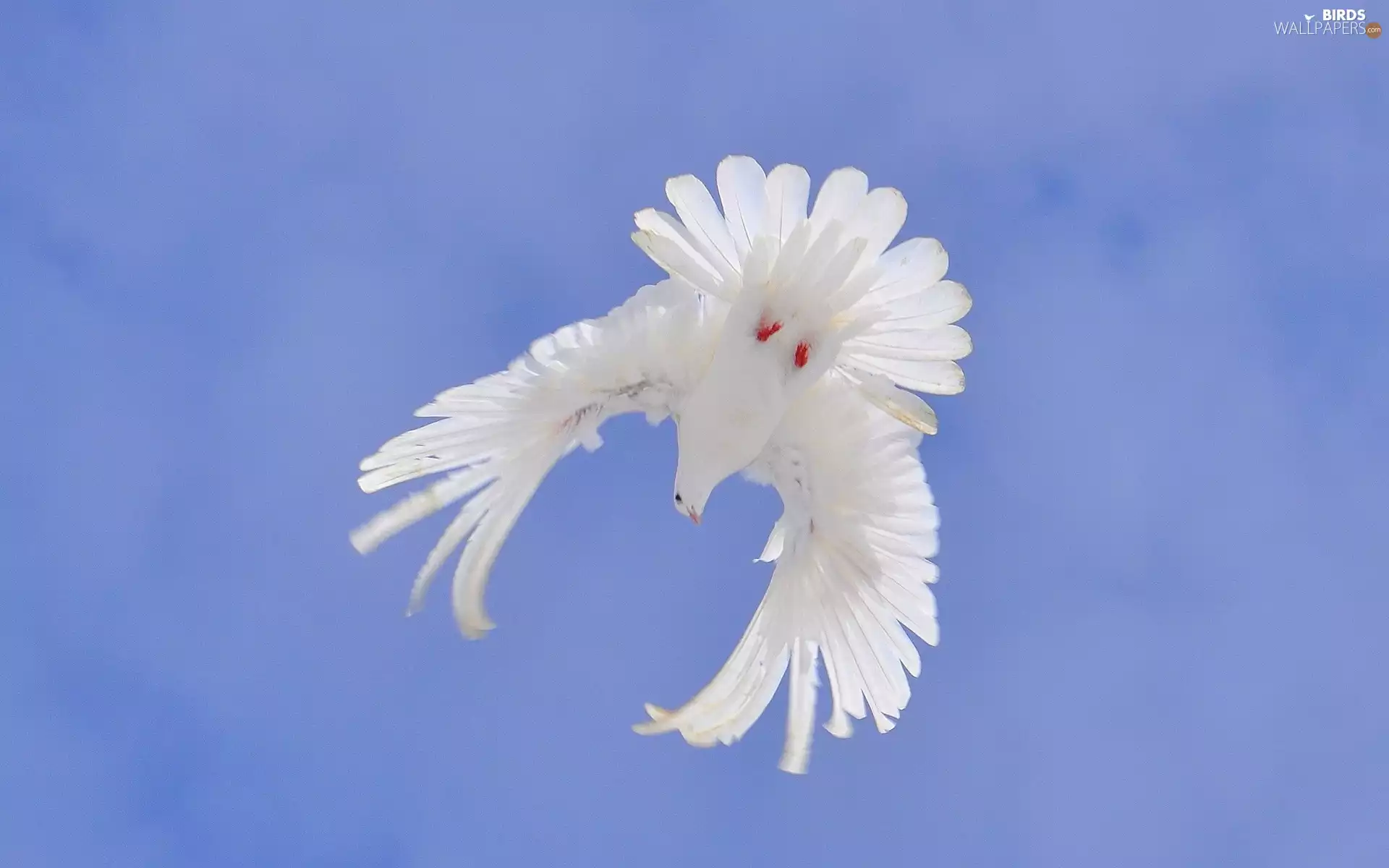 flight, White, dove