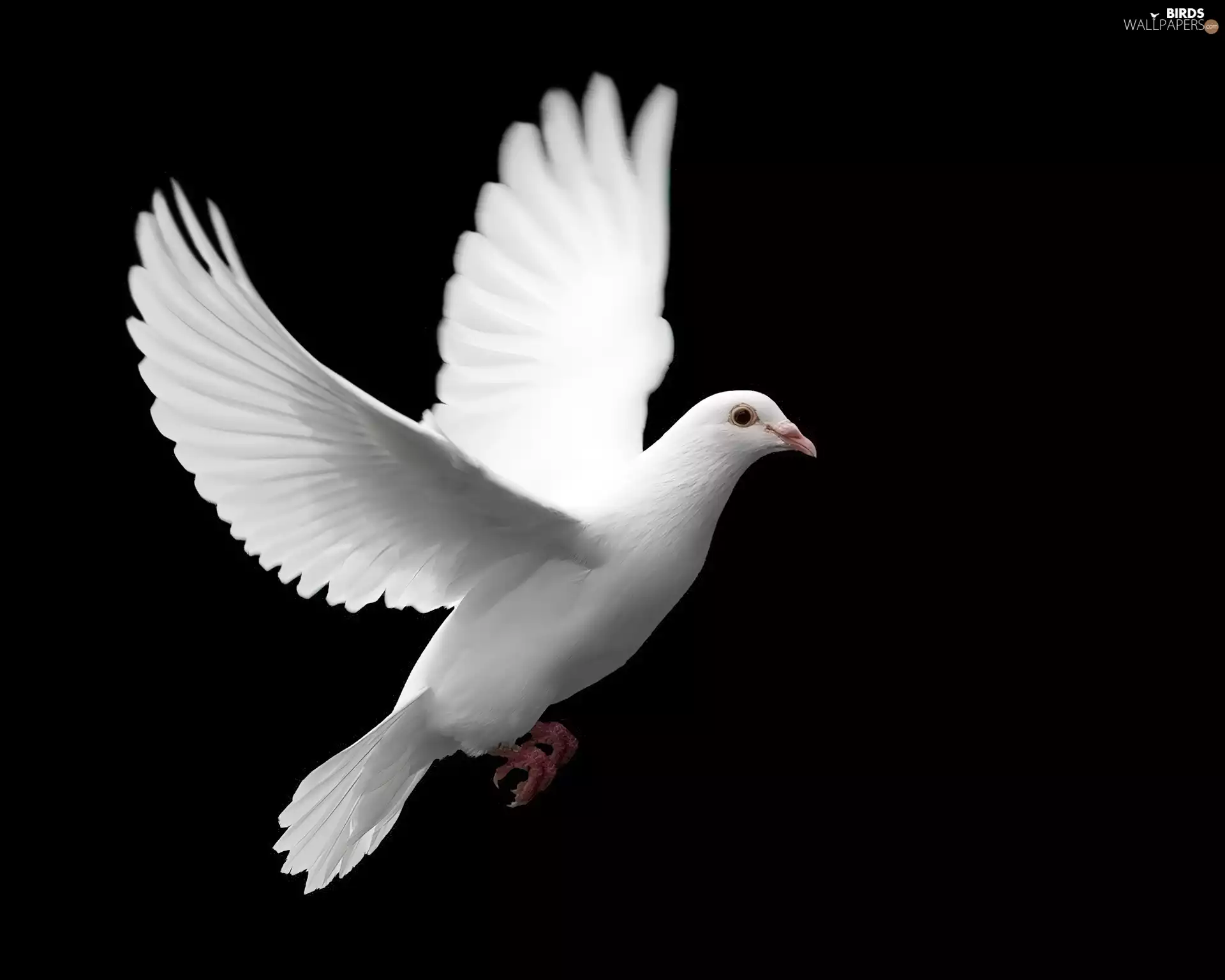flight, White, dove