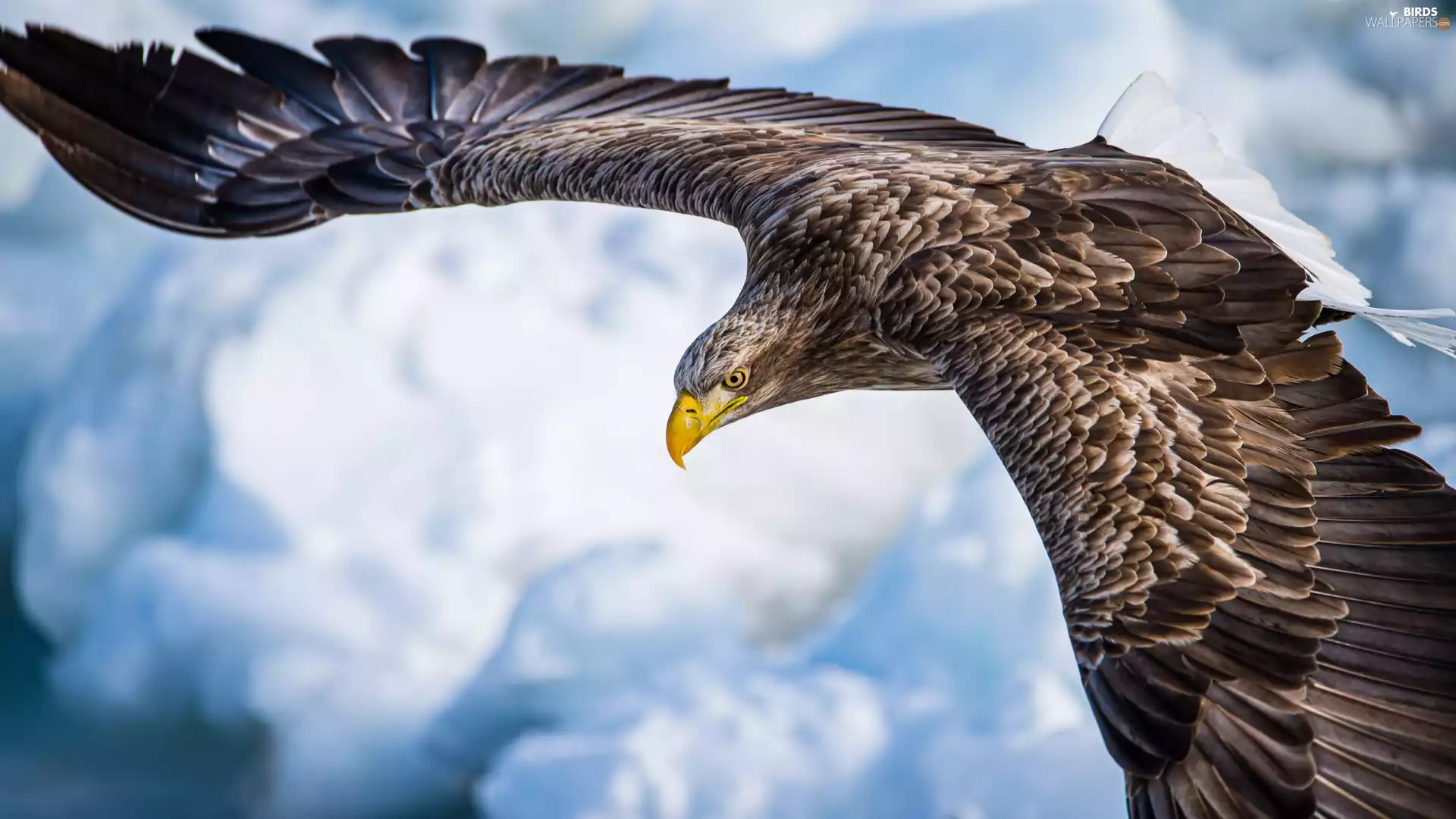 eagle, Sky, clouds, flight