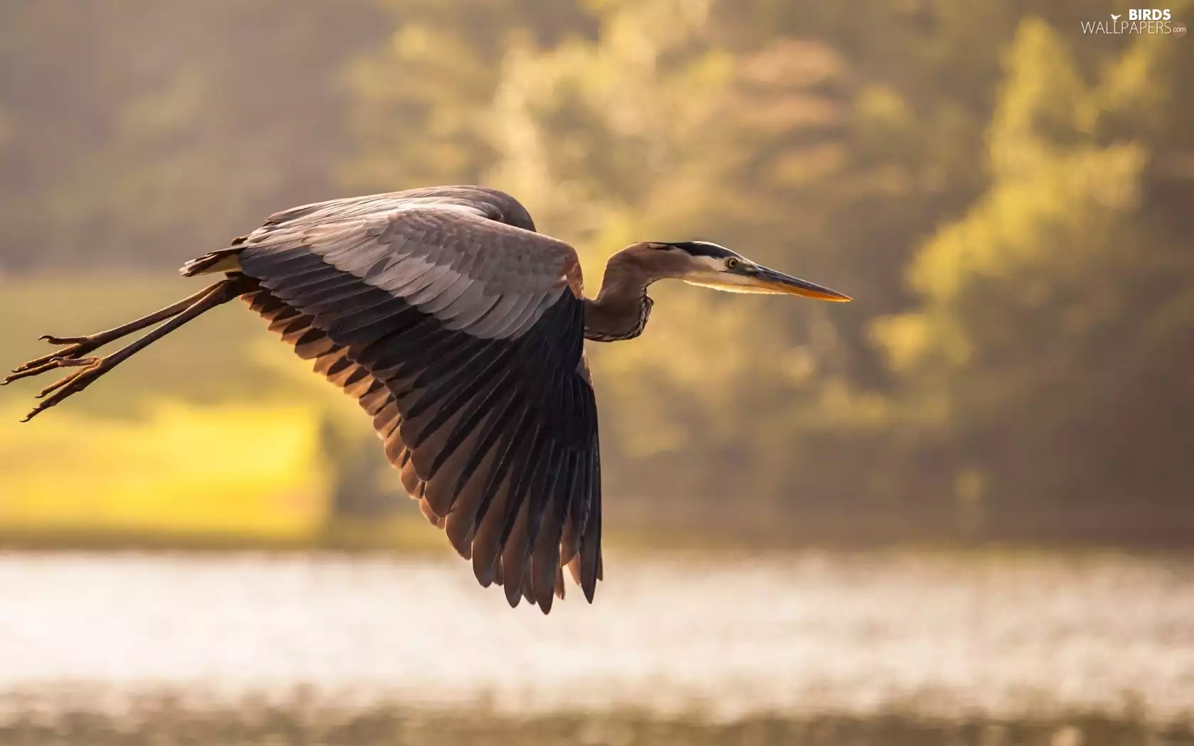 flight, heron, gray