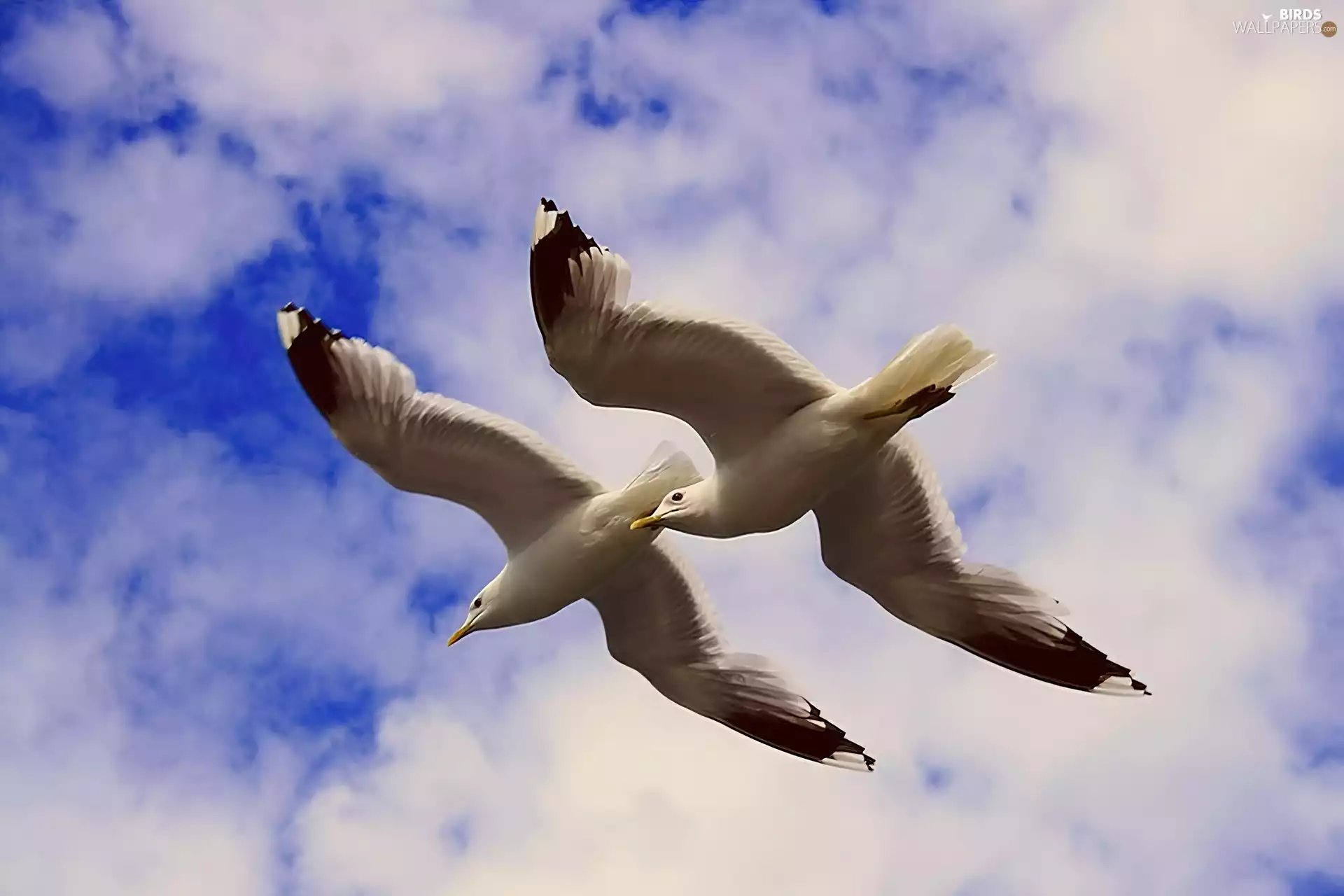 flight, Two, gulls