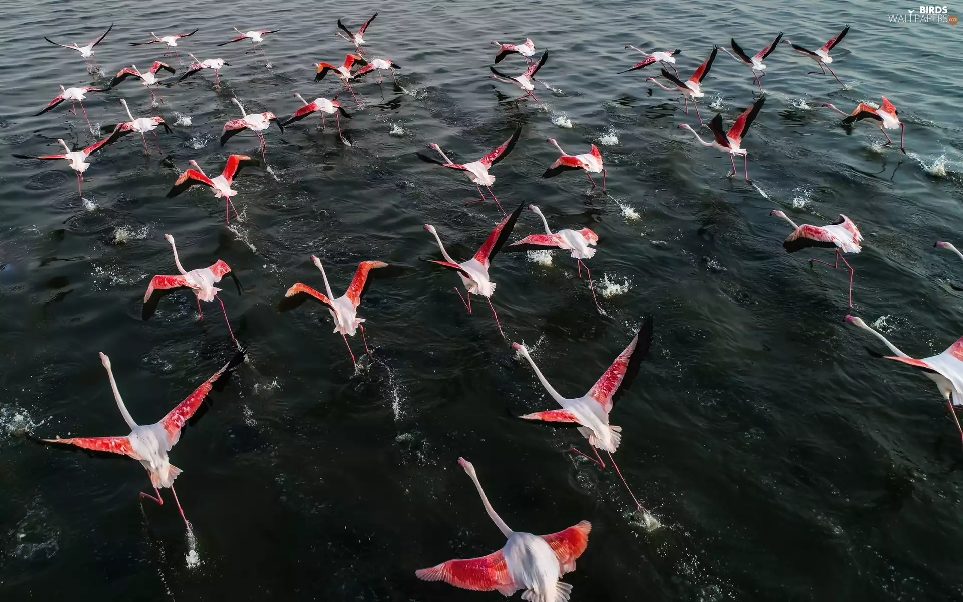 flight, Flamingos, herd