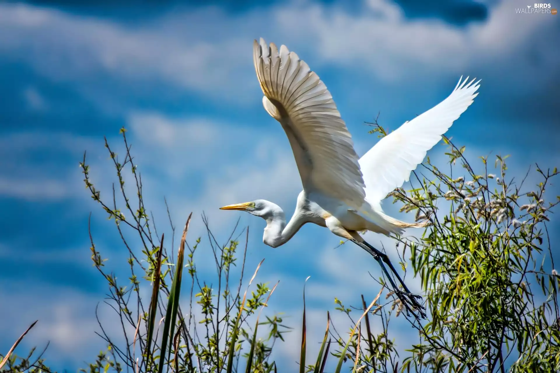 flight, White, heron