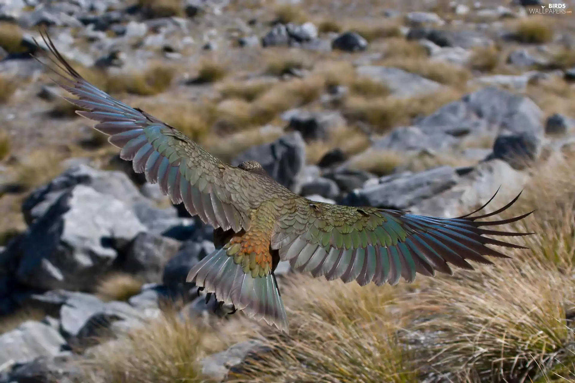 flight, parrot, Kea