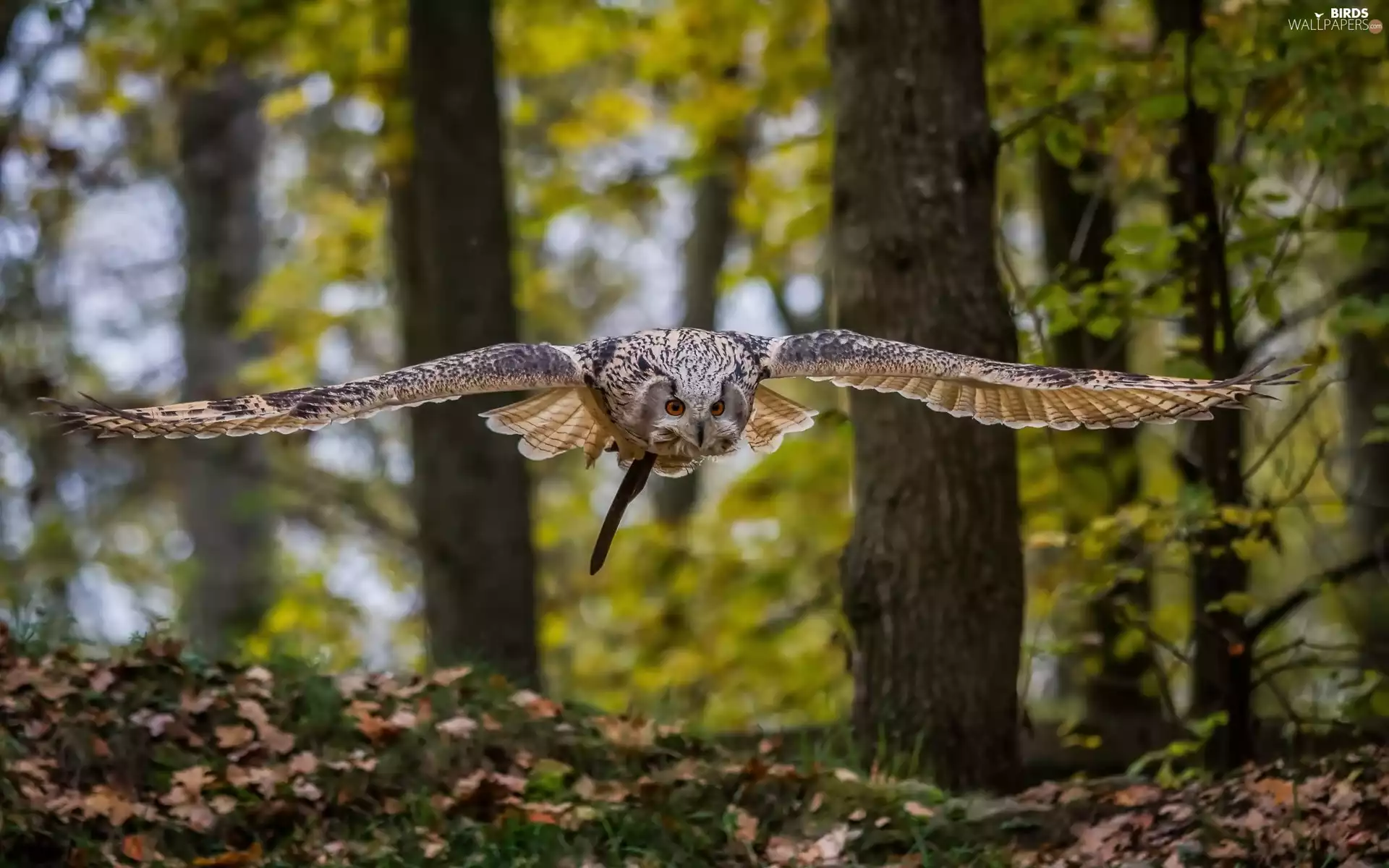 owl, forest, autumn, flight