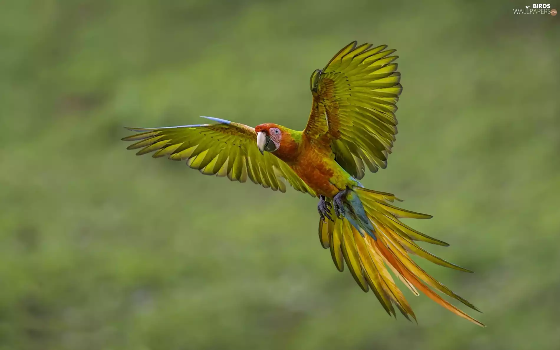 flight, Coloured, parrot