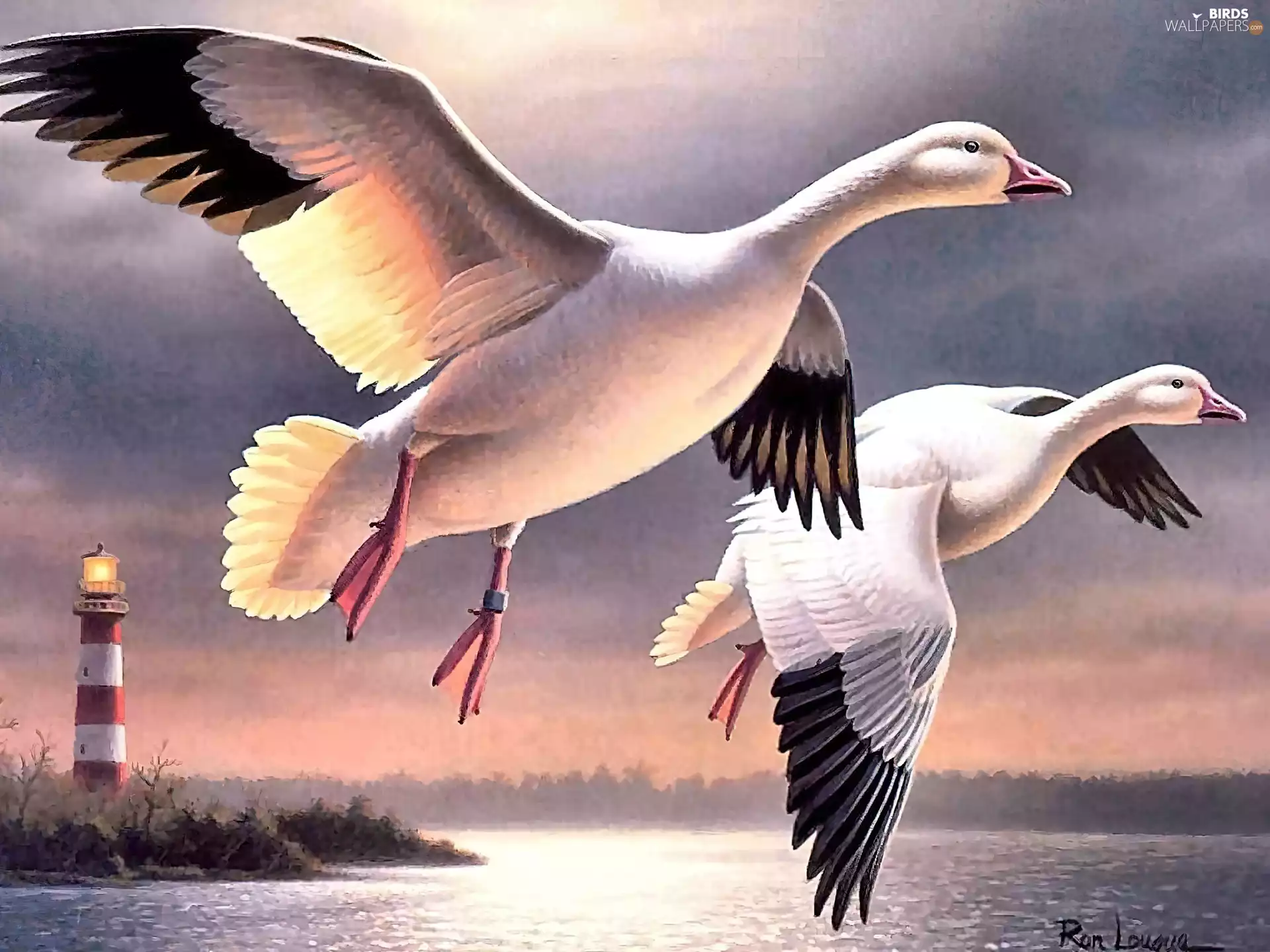 Ron Louque, geese, flight